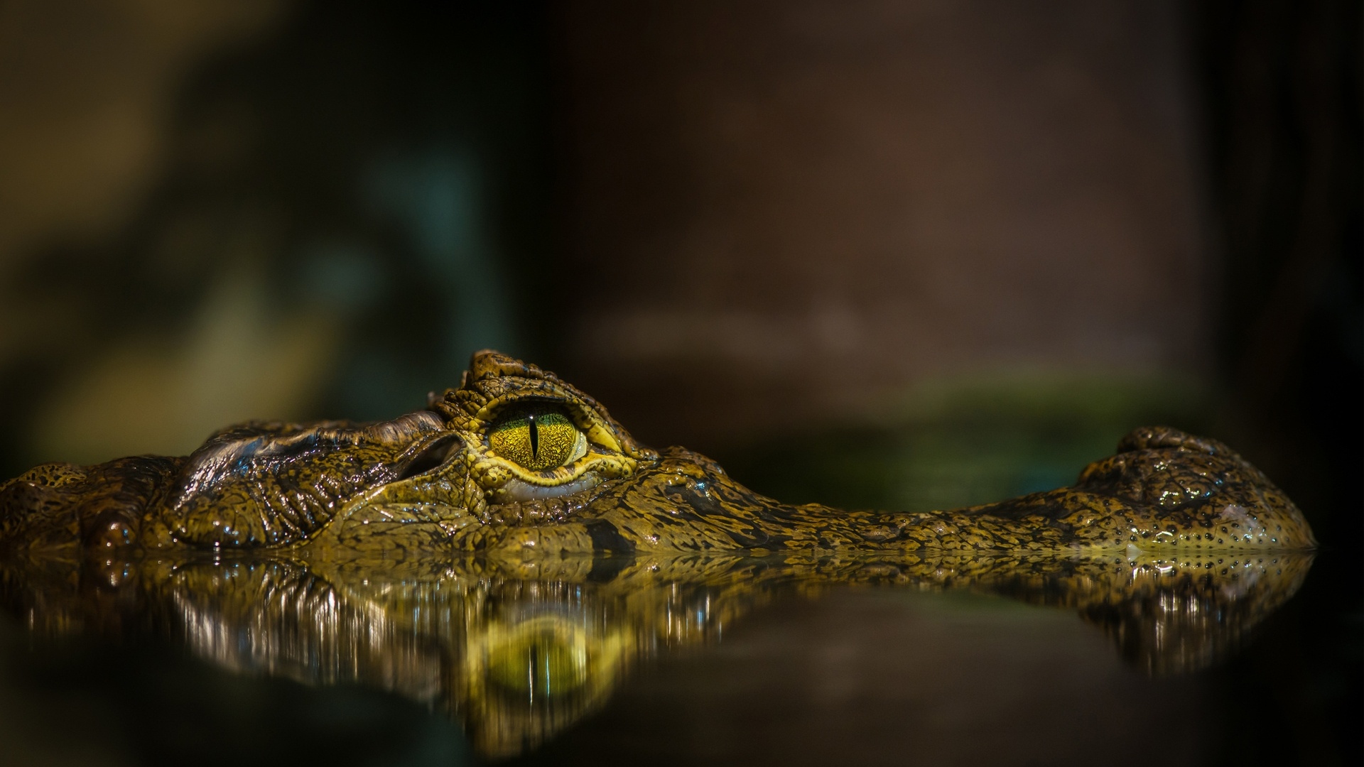 Crocodile: Members of the order Crocodilia, which also includes alligators, caimans, and gharials. 1920x1080 Full HD Wallpaper.