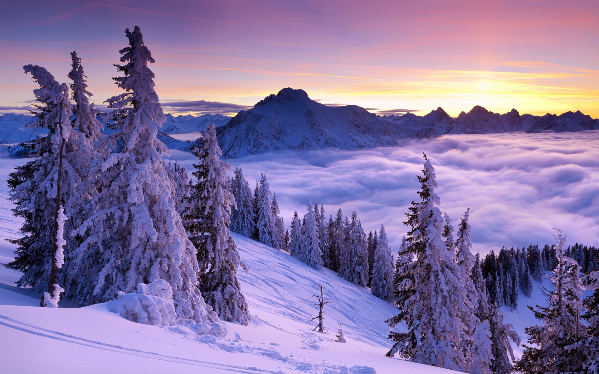 Snowy mountains, Spruce trees, Sunrise, 1920x1200 HD Desktop