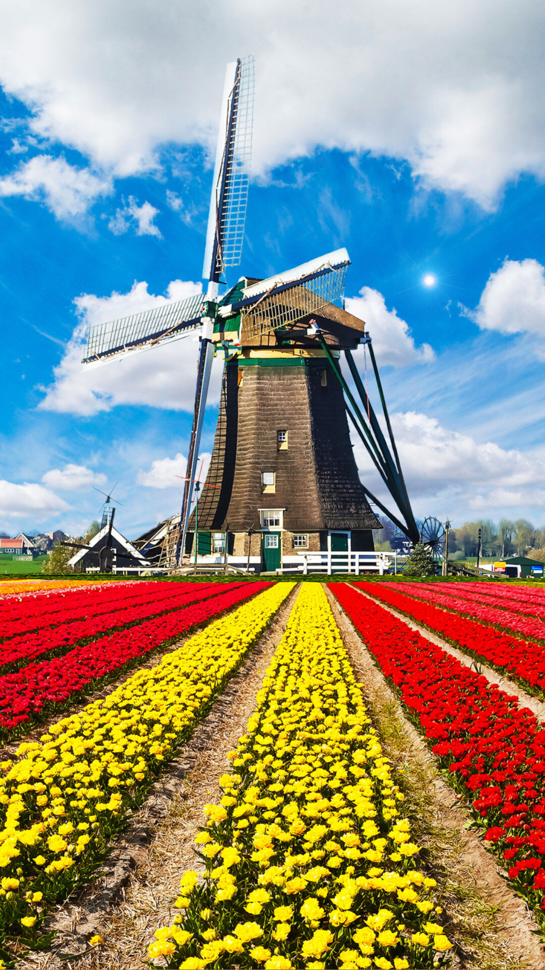 Netherlands: Tulips field, Holland, Windmill. 1080x1920 Full HD Wallpaper.