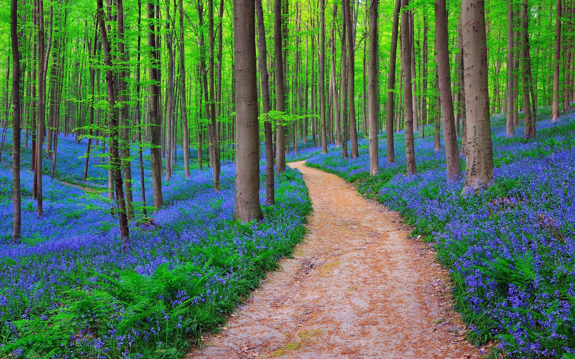 Belgium forest bluebells, Nature images, Belgium travels, 1920x1200 HD Desktop