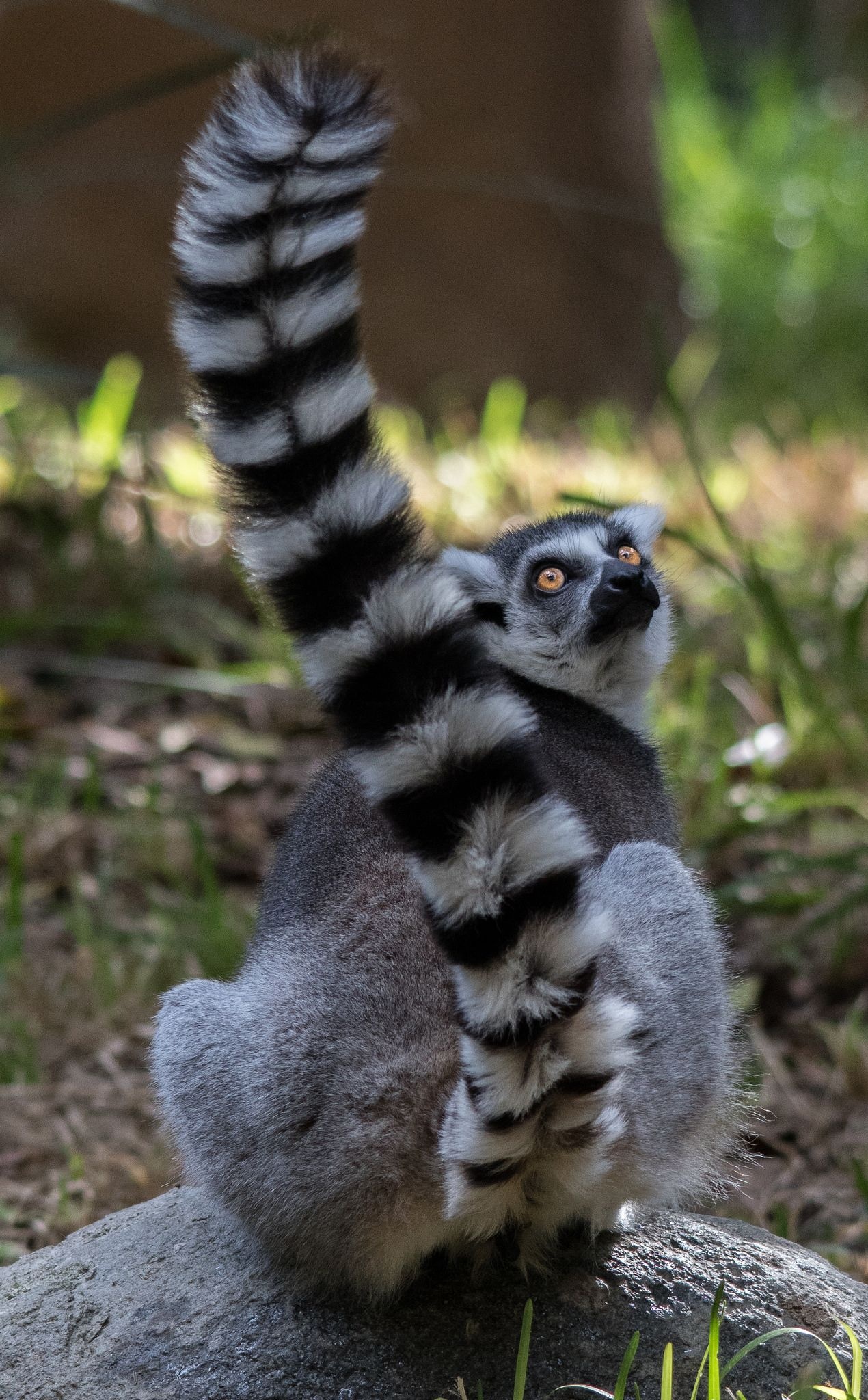 Ring Tailed Lemur, Animals, Cool lemurs, Cute animals, 1270x2050 HD Phone