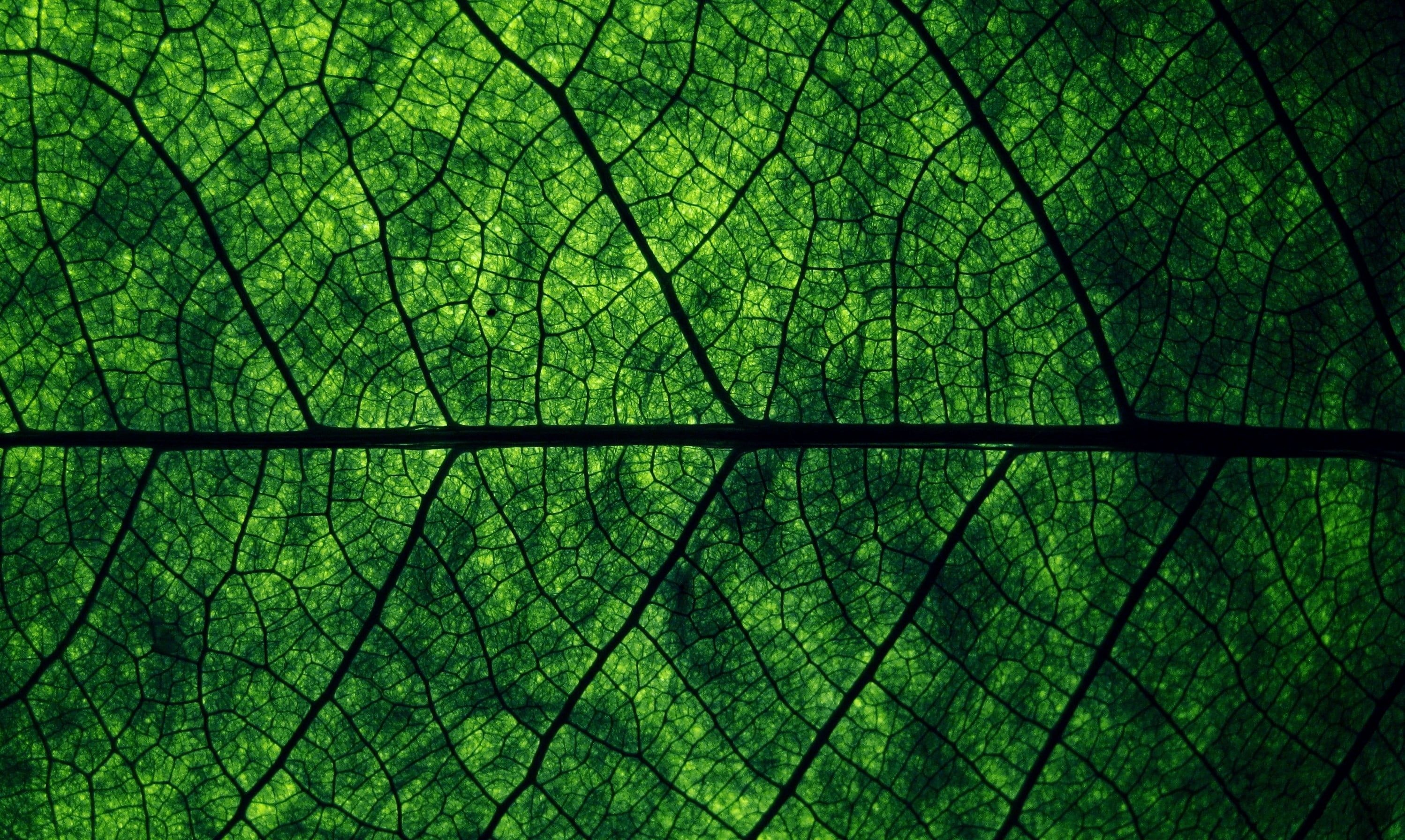 Green Leaf: The beauty of Nature, Transparent structure of a complex citrus leaf. 3000x1800 HD Wallpaper.