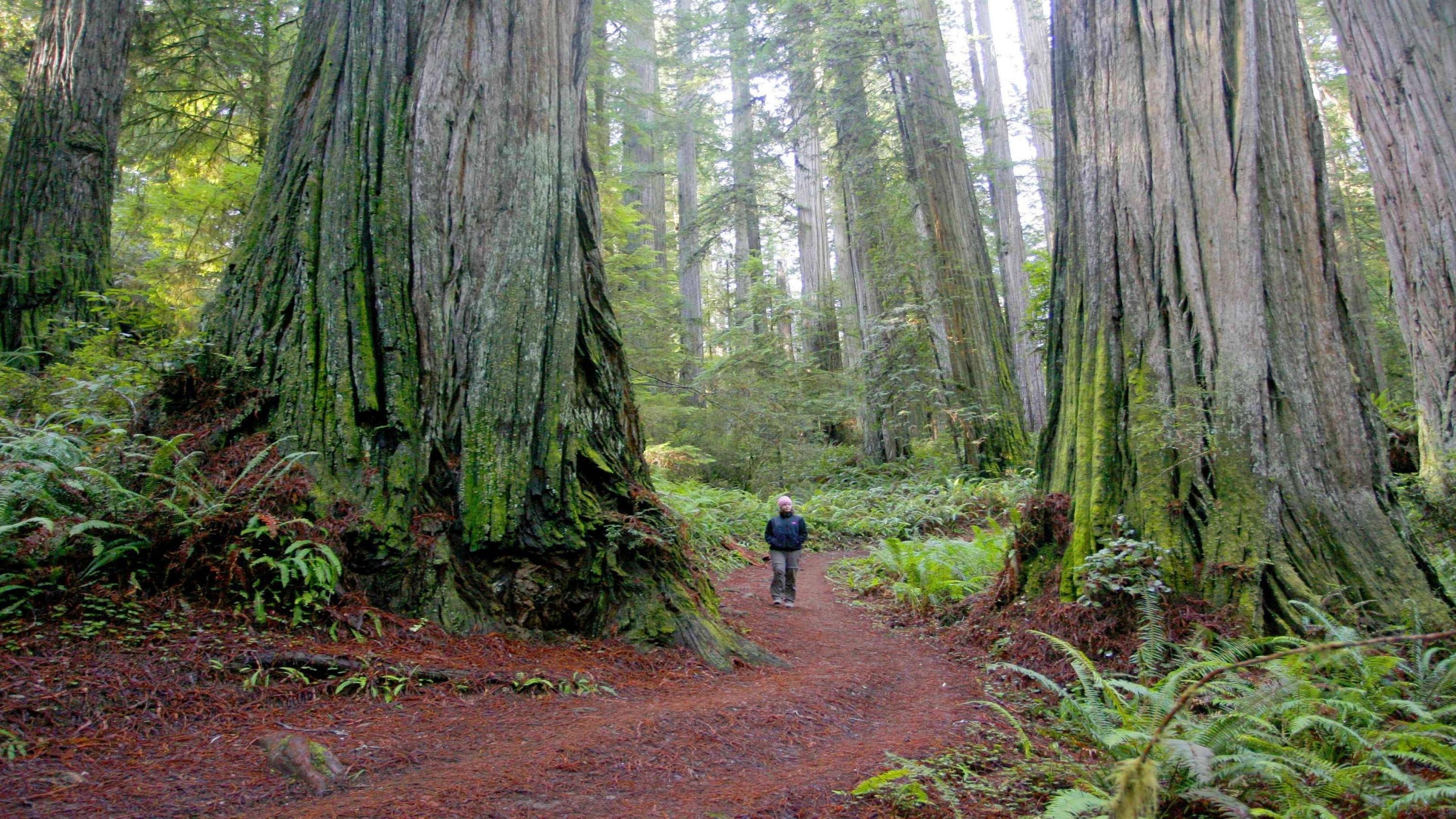 California redwood forest, 4K beauty, HD wallpapers, Majestic landscapes, 3080x1730 HD Desktop