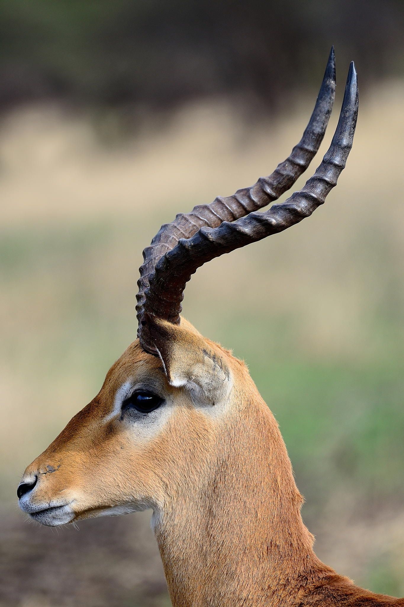 100 antelope ideas, Wild mammals, African grasslands, Nature's beauty, 1370x2050 HD Handy