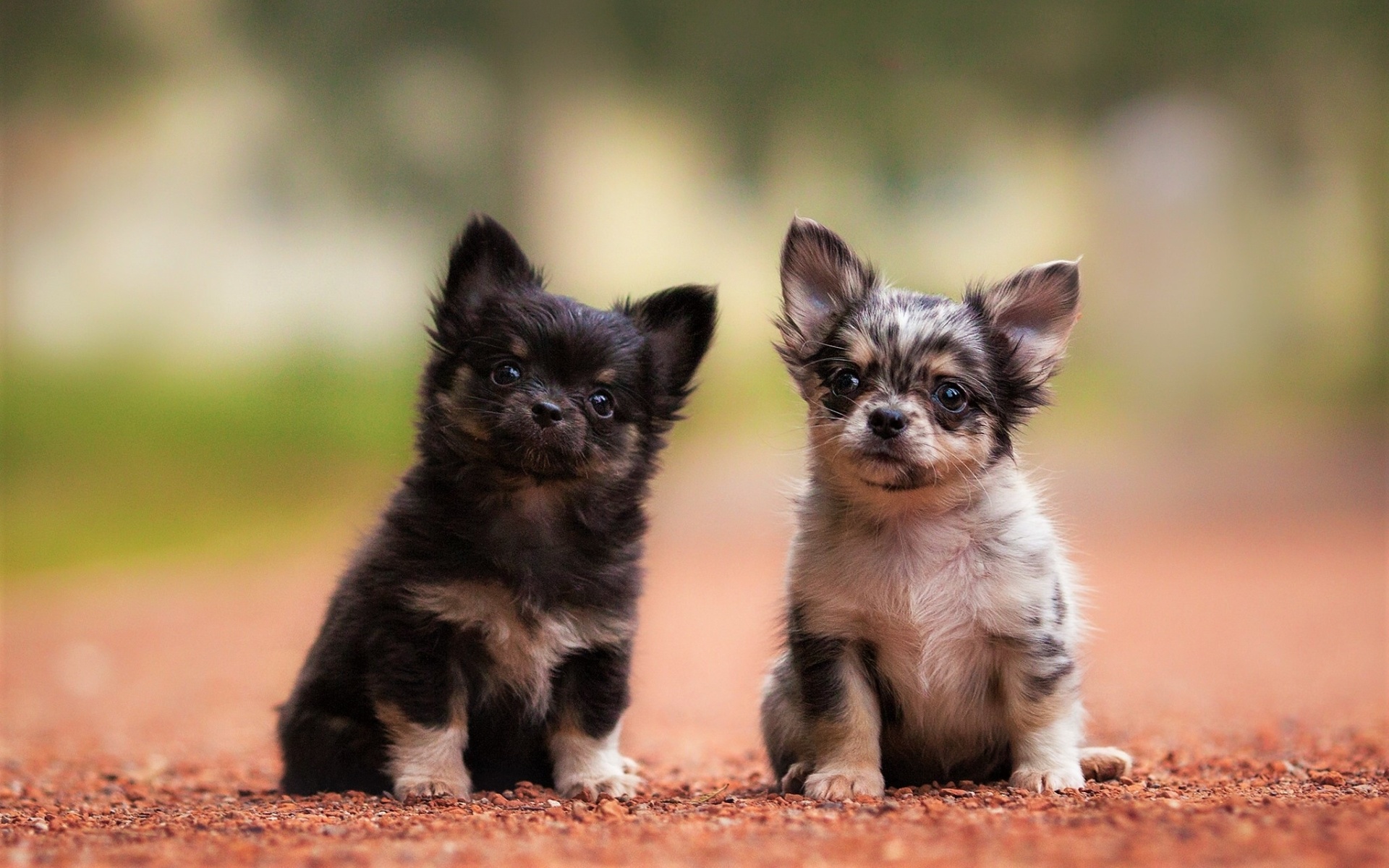 Chihuahua puppies, Small dogs, Cute and adorable, Pet lovers, 1920x1200 HD Desktop