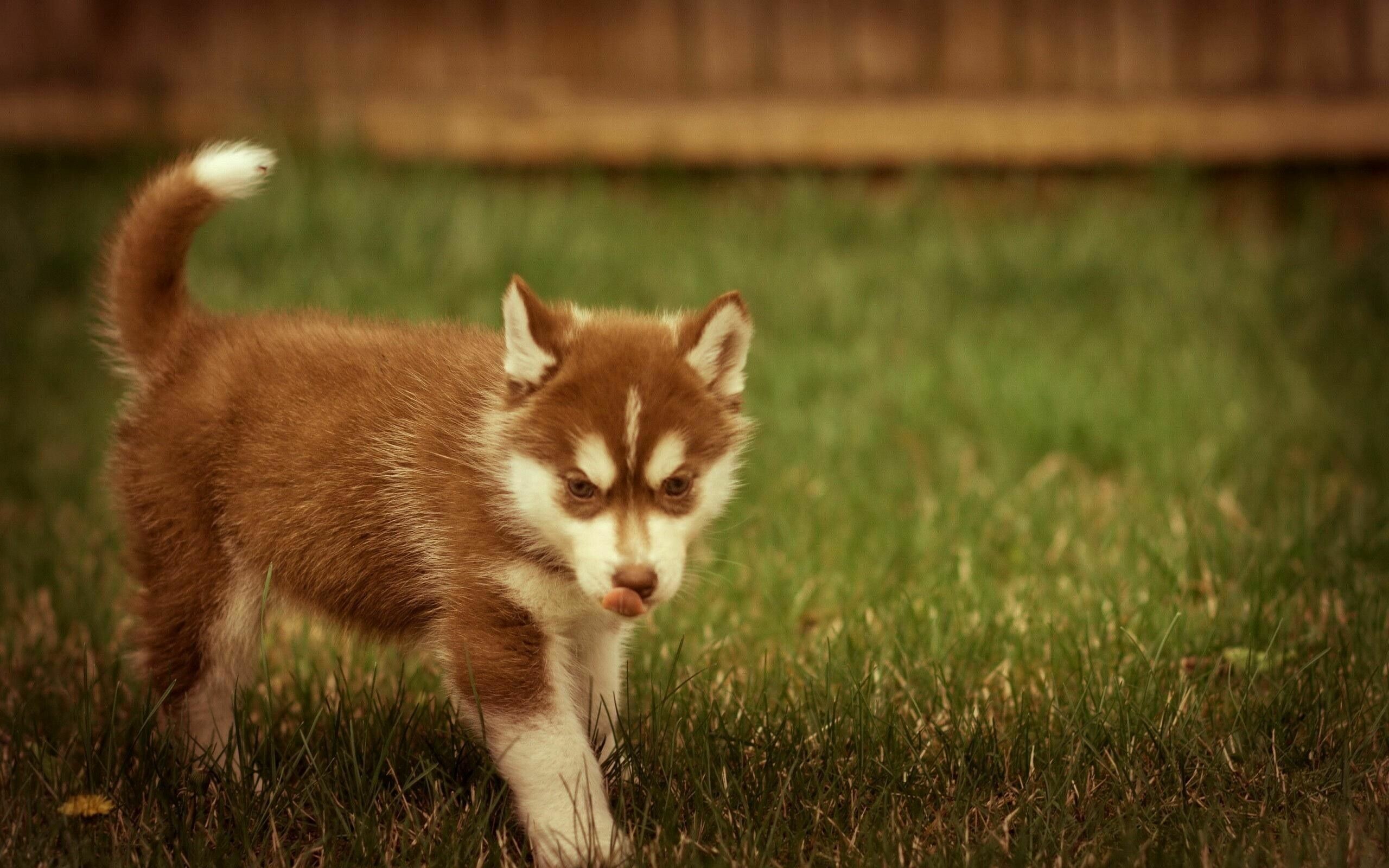 Siberian Husky, Brown husky pups, Cute wallpapers, Playful companions, 2560x1600 HD Desktop