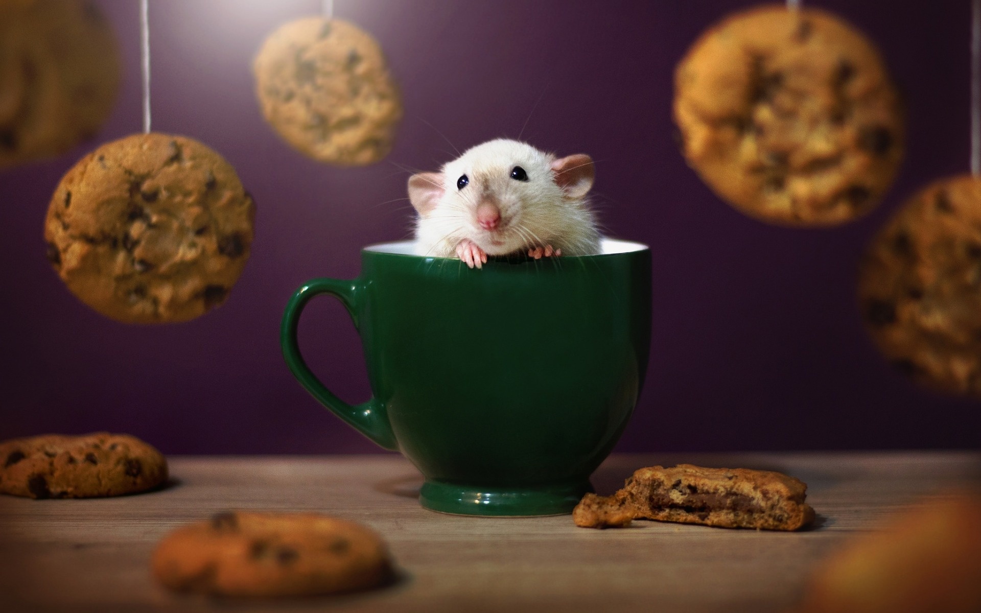 Hamster cup, Cute animals, Desktop wallpapers, High-quality images, 1920x1200 HD Desktop