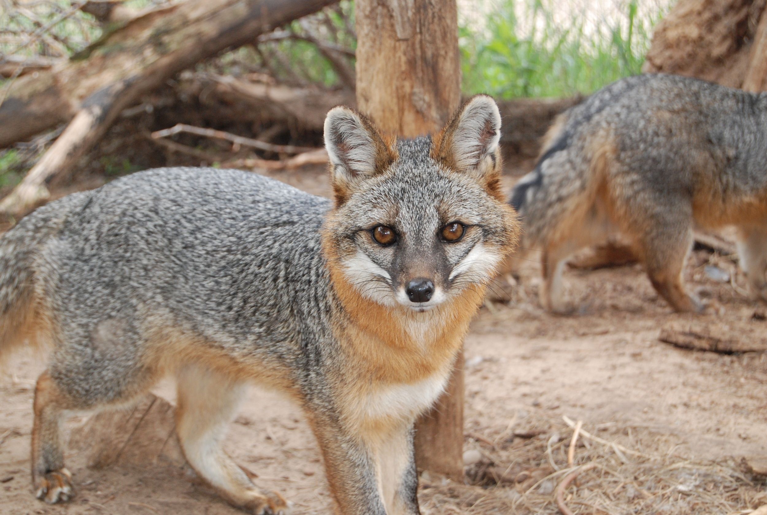 Gray Fox: Wildlife Science Center, A peppery gray on top mammal, Black stripe down the tail. 2500x1680 HD Background.