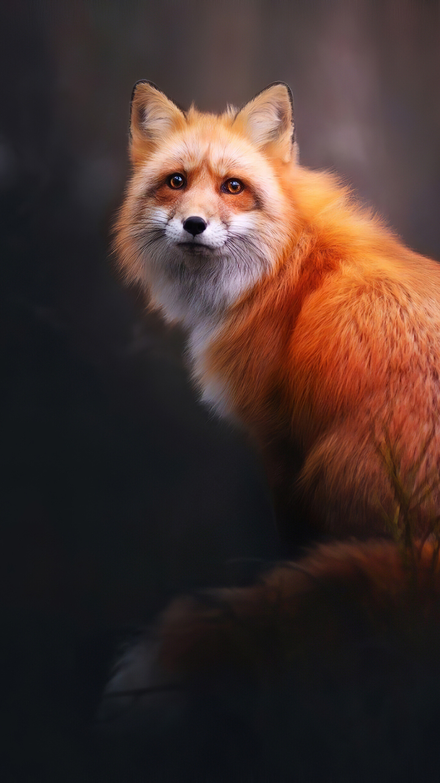 Fox: The species primarily feeds on small rodents, Omnivore. 1440x2560 HD Wallpaper.