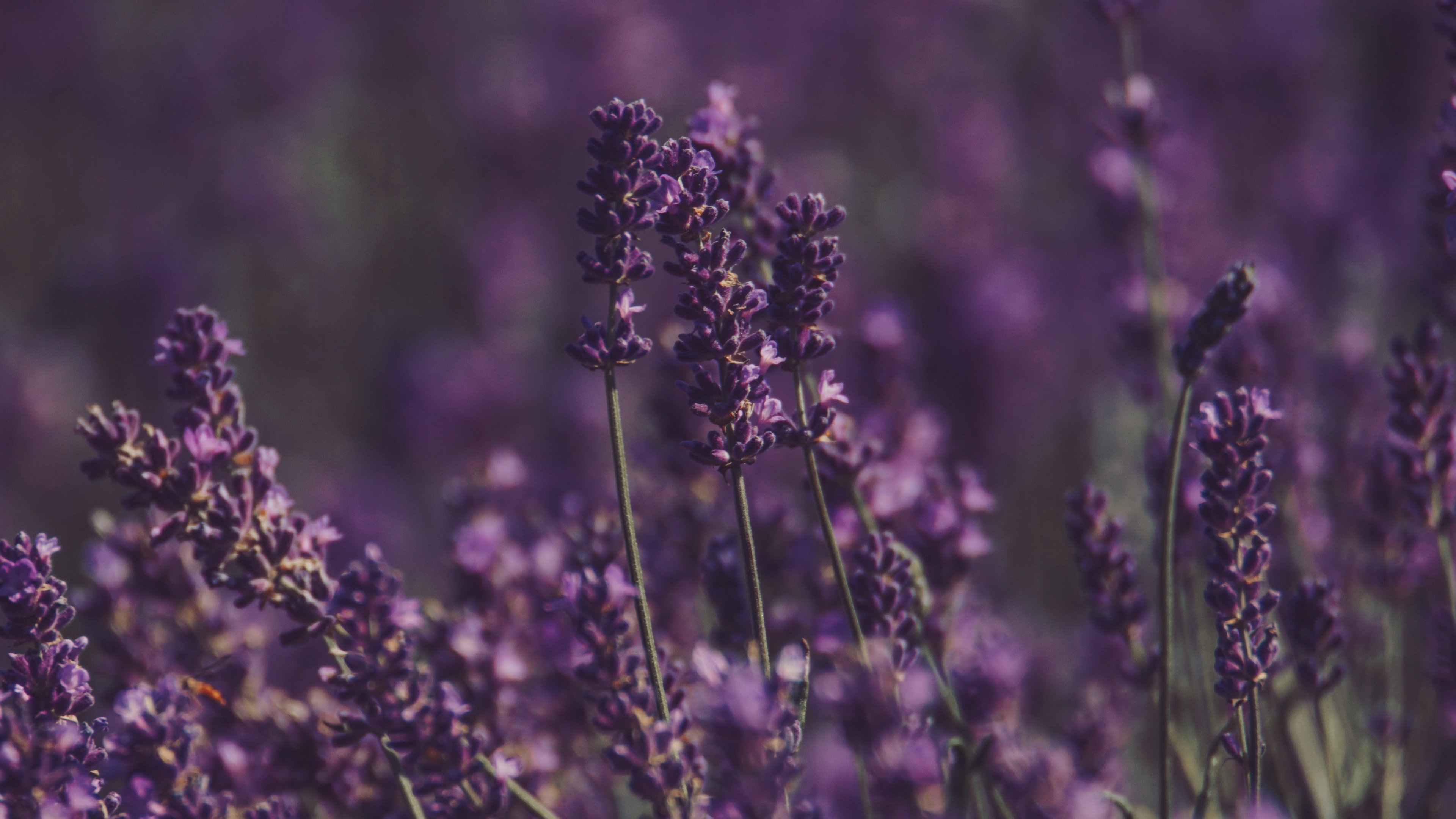 Lavender flower, Floral beauty, Purple blossoms, Nature's wonder, 3840x2160 4K Desktop