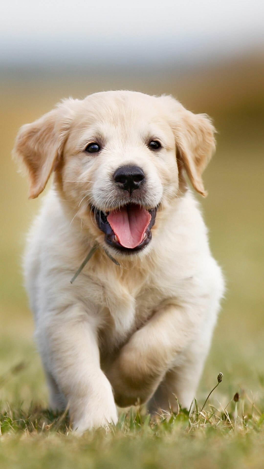 Puppy: Golden Retriever, Characterized by a gentle and affectionate nature and a striking golden coat. 1080x1920 Full HD Background.