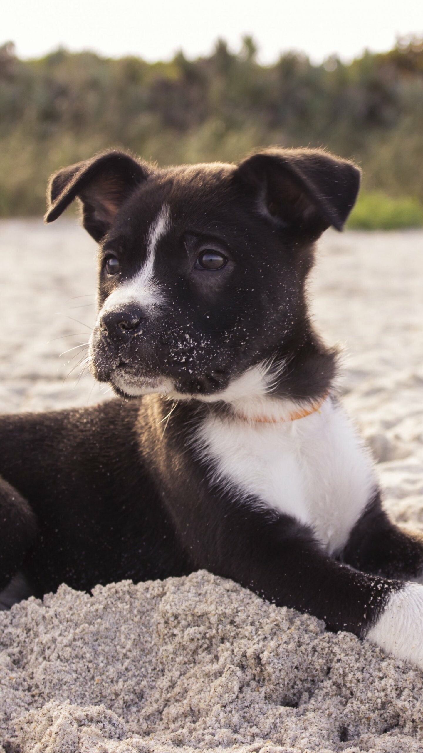 Puppy: McNab dog, Dog breed, Pup. 1440x2560 HD Background.