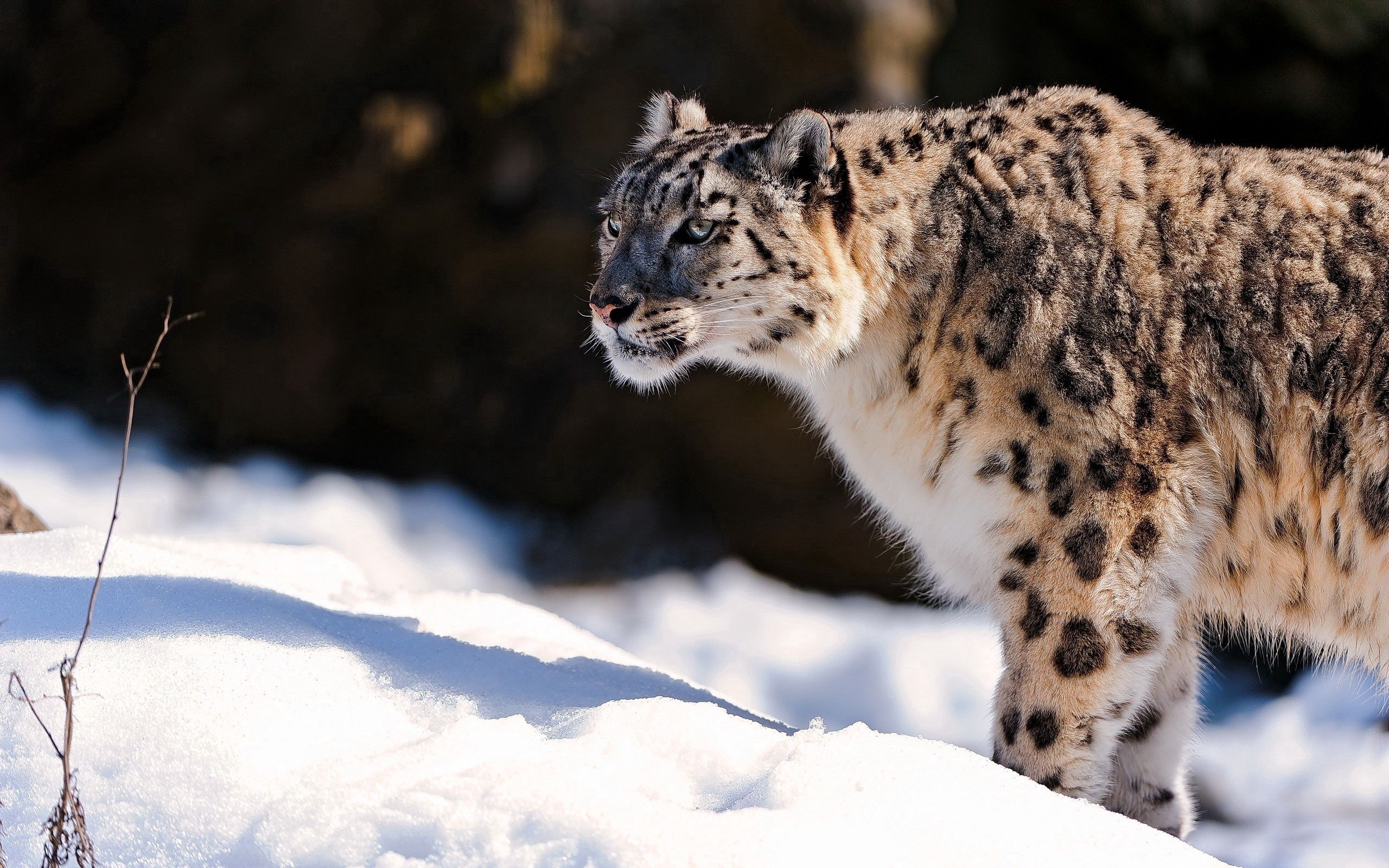 Snow Leopard, Unforgettable feline, Snowy landscapes, Rare sighting, 2560x1600 HD Desktop