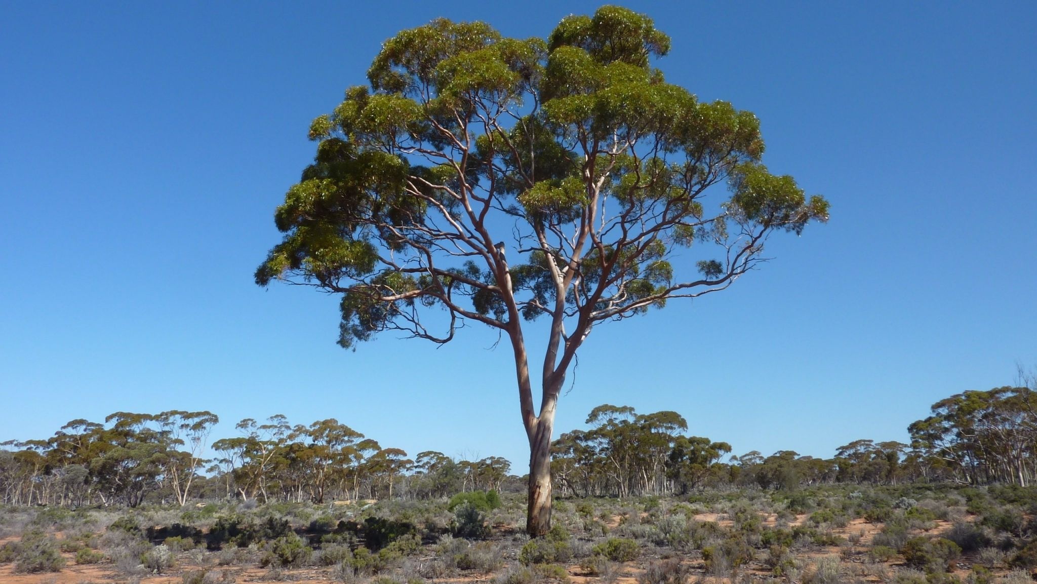 Australian landscape, Eucalyptus tree wallpaper, Desktop background, Desktop Nexus, 2050x1160 HD Desktop