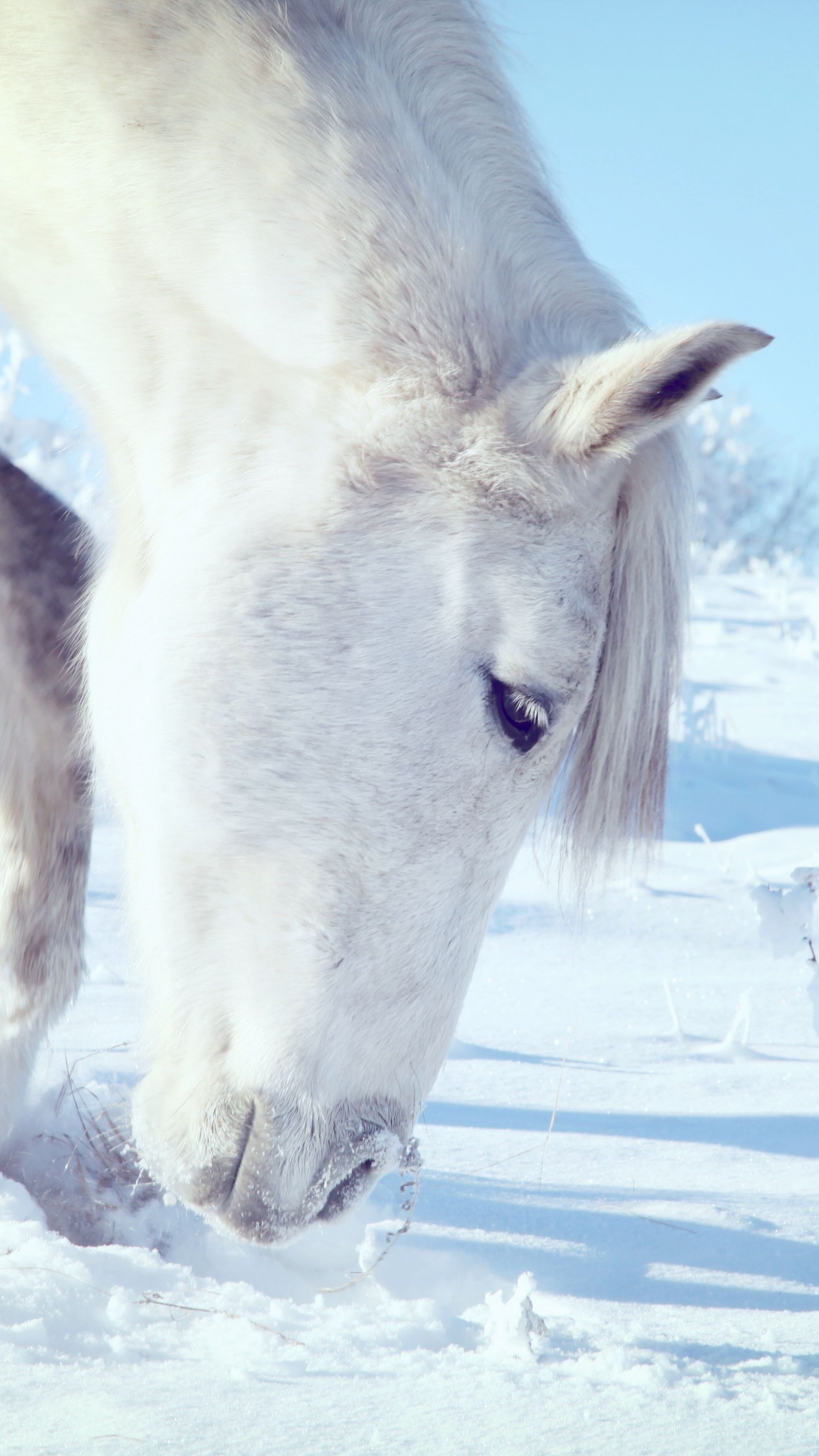 Horses in the Snow, Snowy mane, Winter beauty, Majestic creatures, 2160x3840 4K Phone