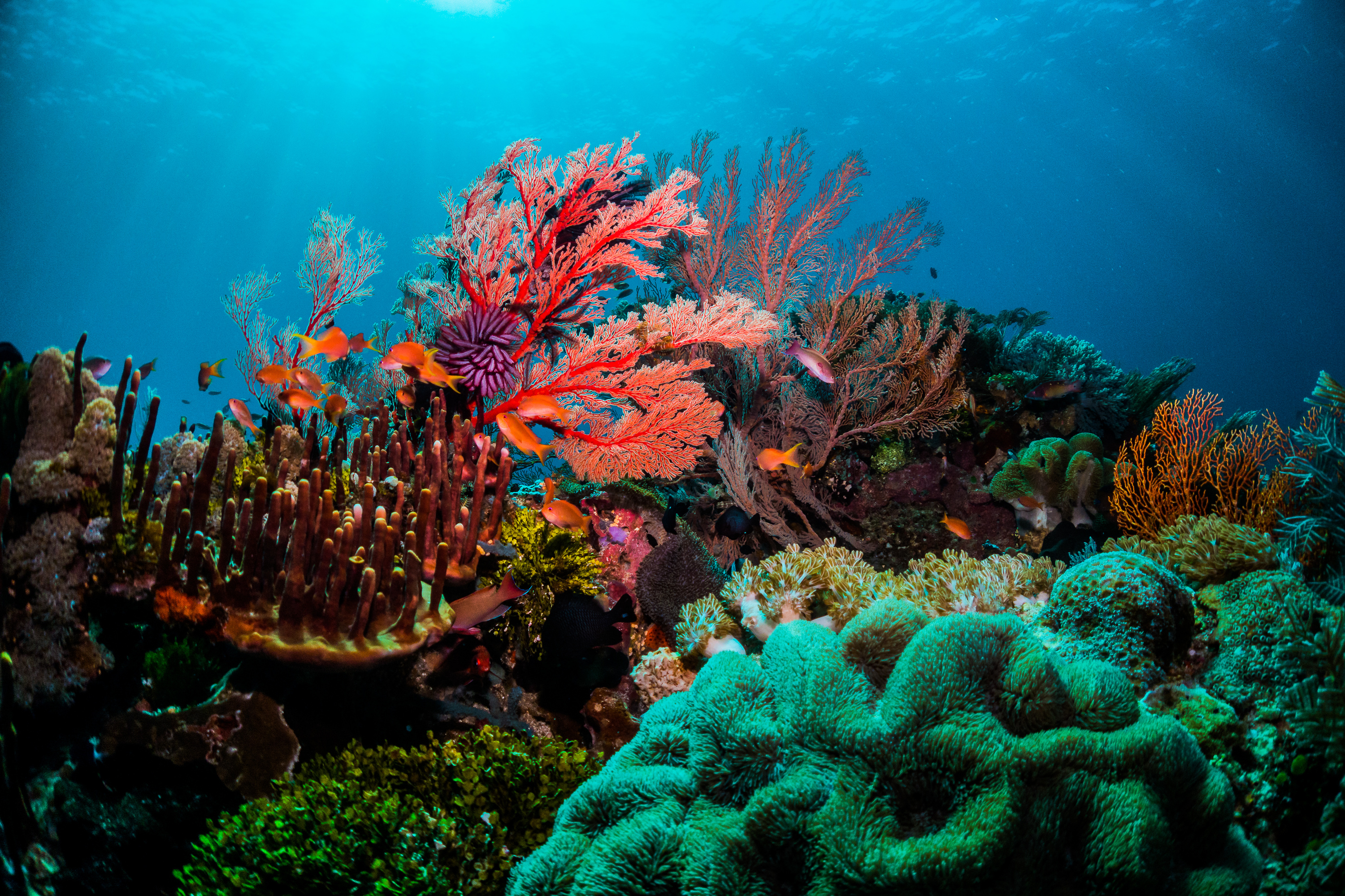 Coral lifespan, Intriguing longevity, Nature's ancient wonders, Secrets of coral, 3000x2000 HD Desktop