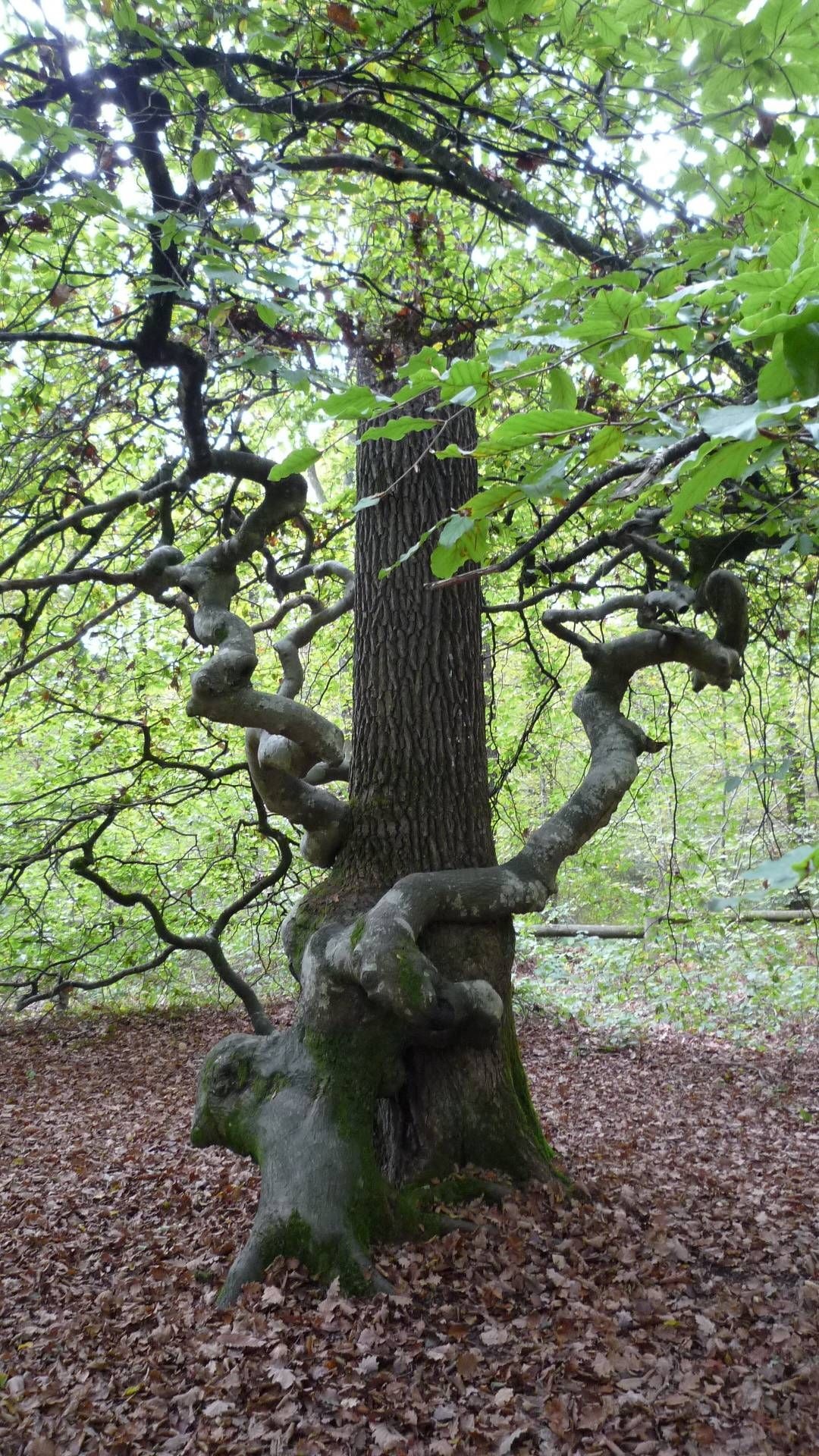 Dwarf beech, Tree hugger, Nature's embrace, Breathtaking scenery, 1080x1920 Full HD Phone