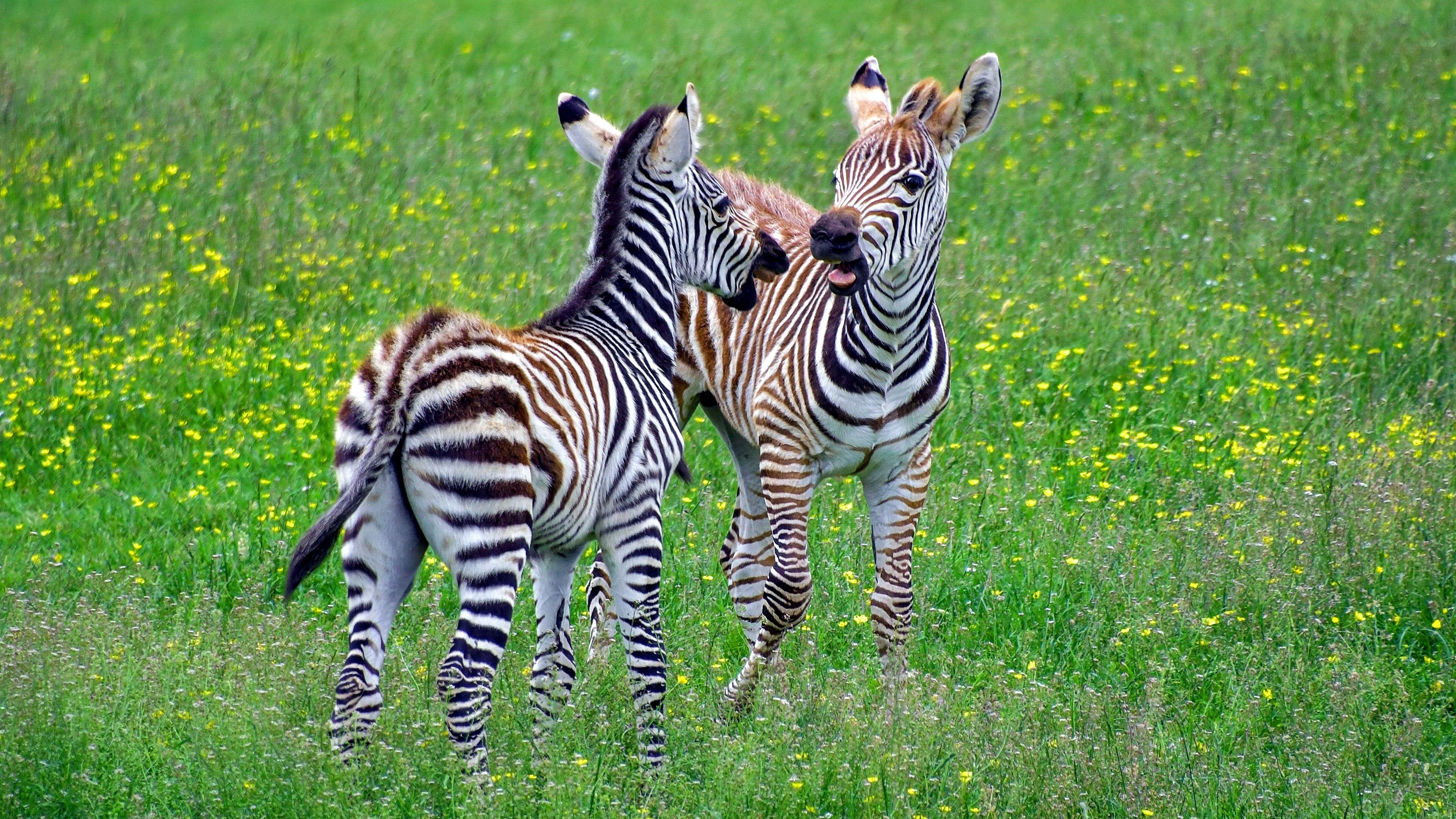 Gratis hintergrundbilder, 4K zebra, African wildlife, Stunning imagery, 3840x2160 4K Desktop