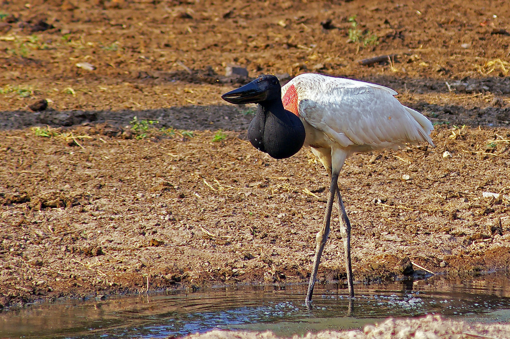 Jabiru Stork, GlobalWings Photo, Majestic Bird, Wetlands, 2000x1330 HD Desktop