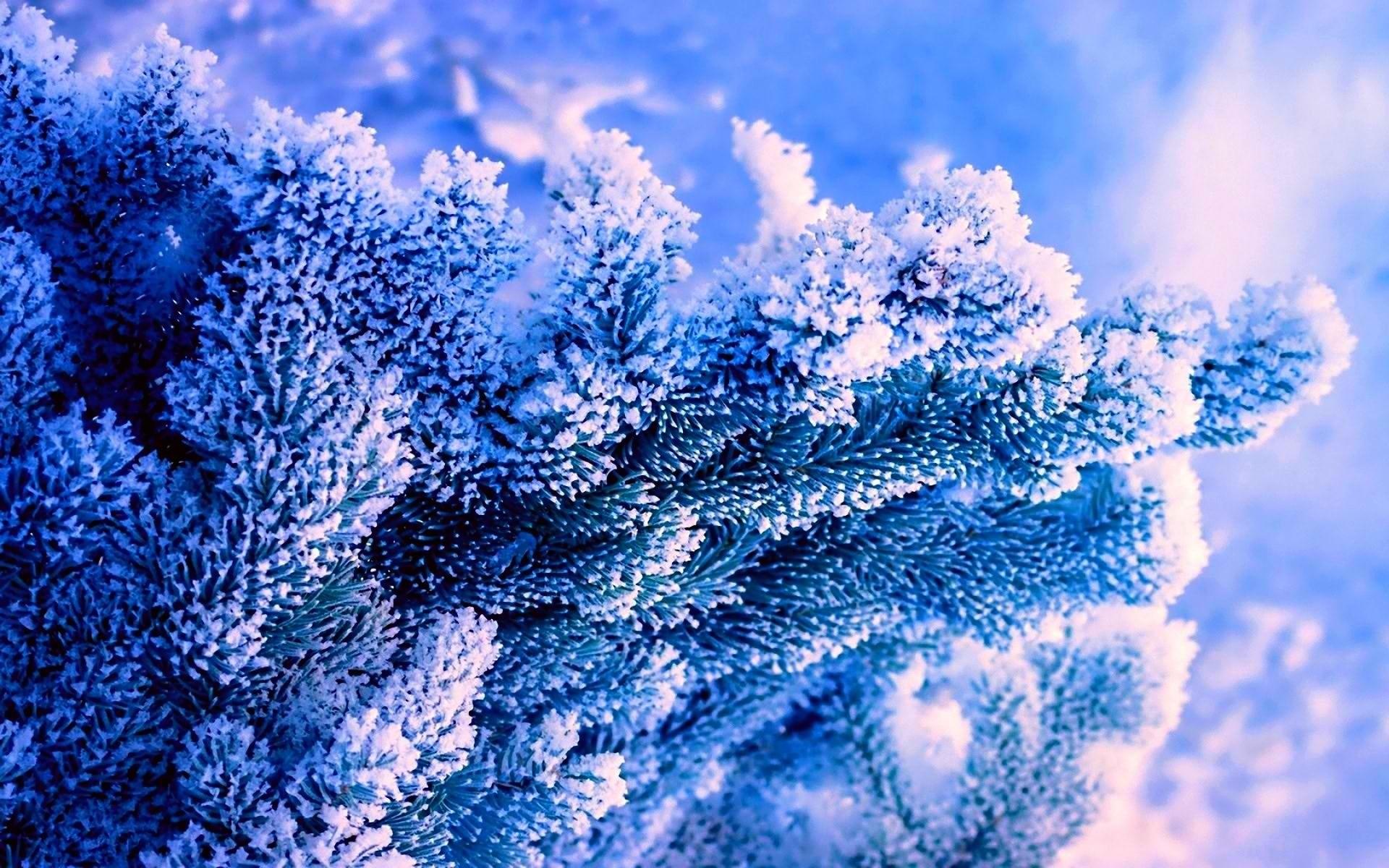 Winter tree, Blue spruce, Frozen beauty, Frosty wallpaper, 1920x1200 HD Desktop
