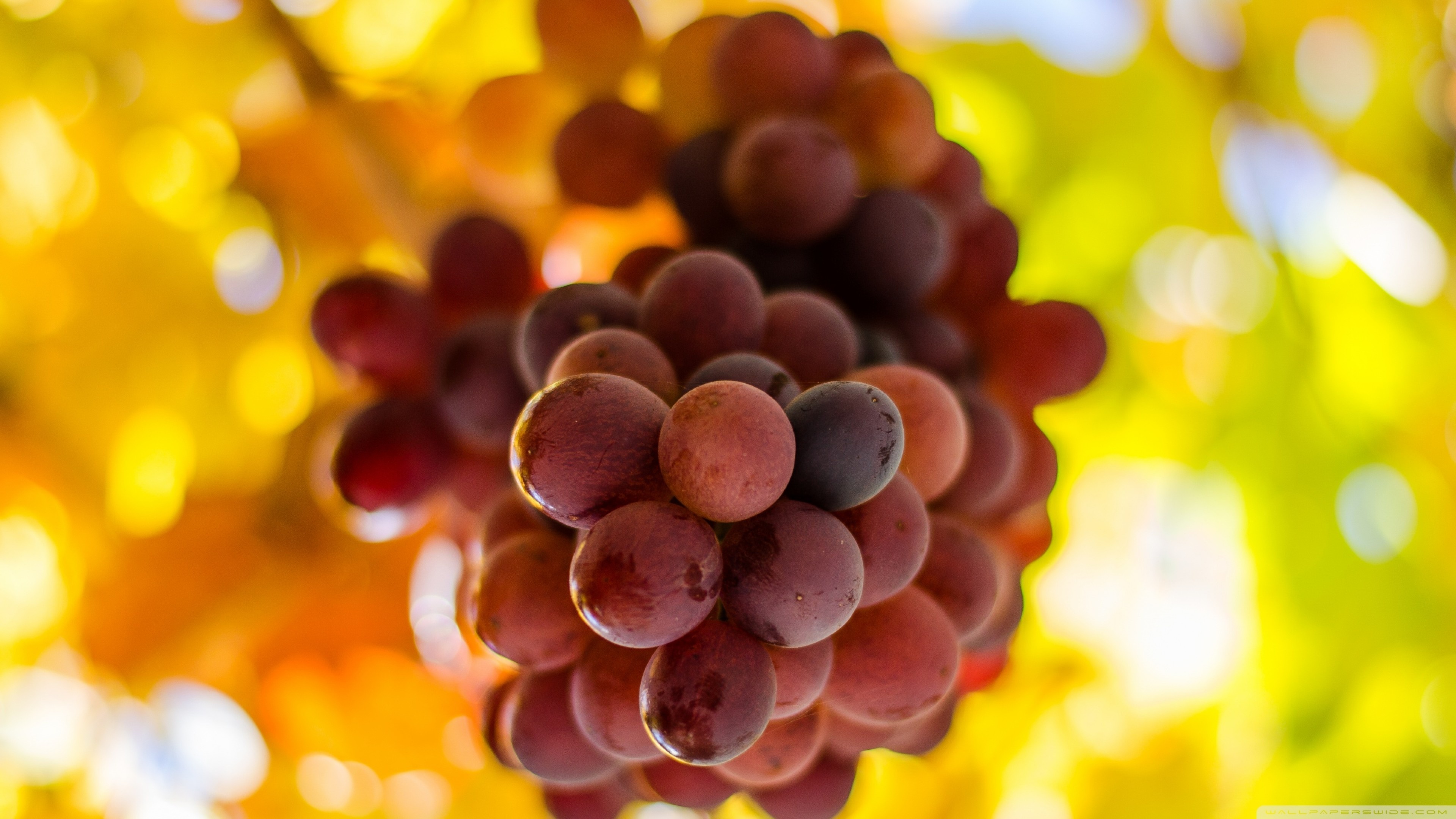 Grapes: Processed into a multitude of products such as jams, juices, kinds of vinegar, and oils. 3840x2160 4K Background.