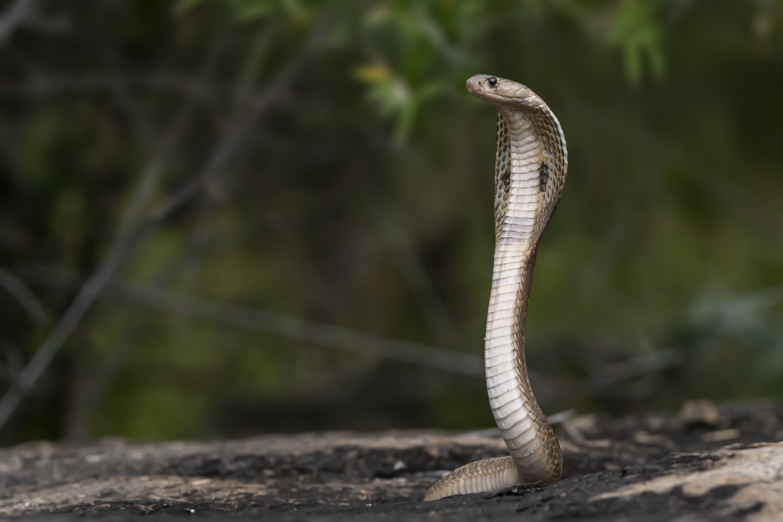 King Cobra, Wildlife photography, Indian cobra, Free stock photo, 3020x2020 HD Desktop