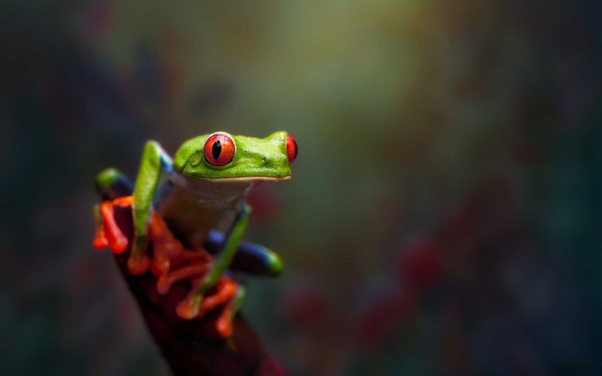 Red Eyed Tree Frog, Frog wallpaper, Natu've's beauty, HD nature, 1920x1200 HD Desktop