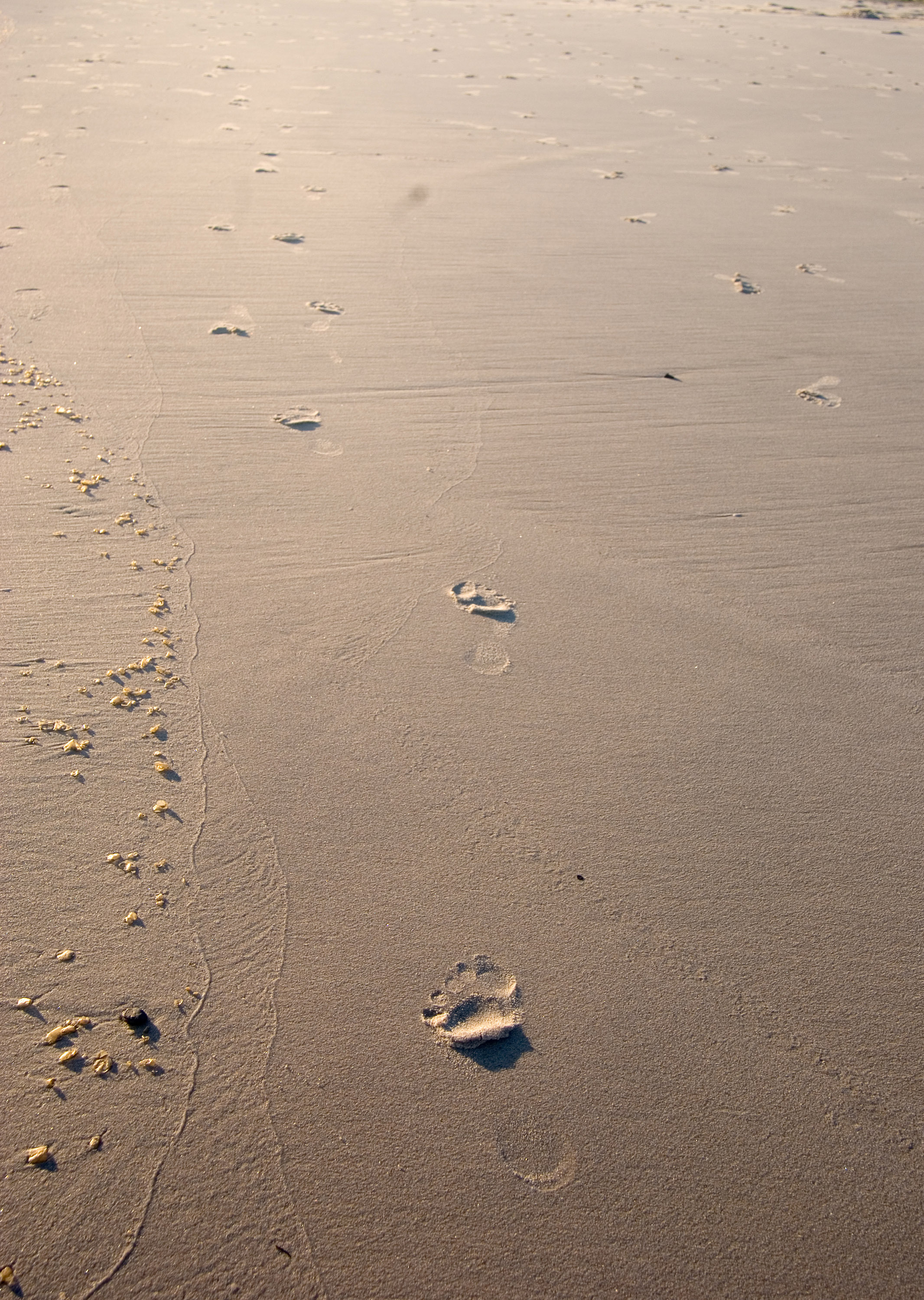 Footprints in the sand photos, 2140x3000 HD Phone