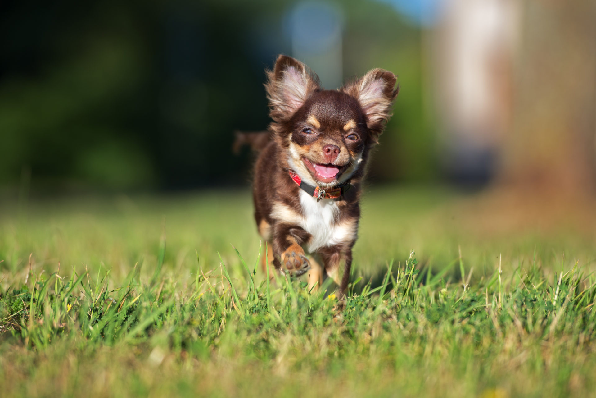 Chihuahua in 4K, Captivating wallpapers, Cute and charming, Stunning visuals, 1920x1290 HD Desktop