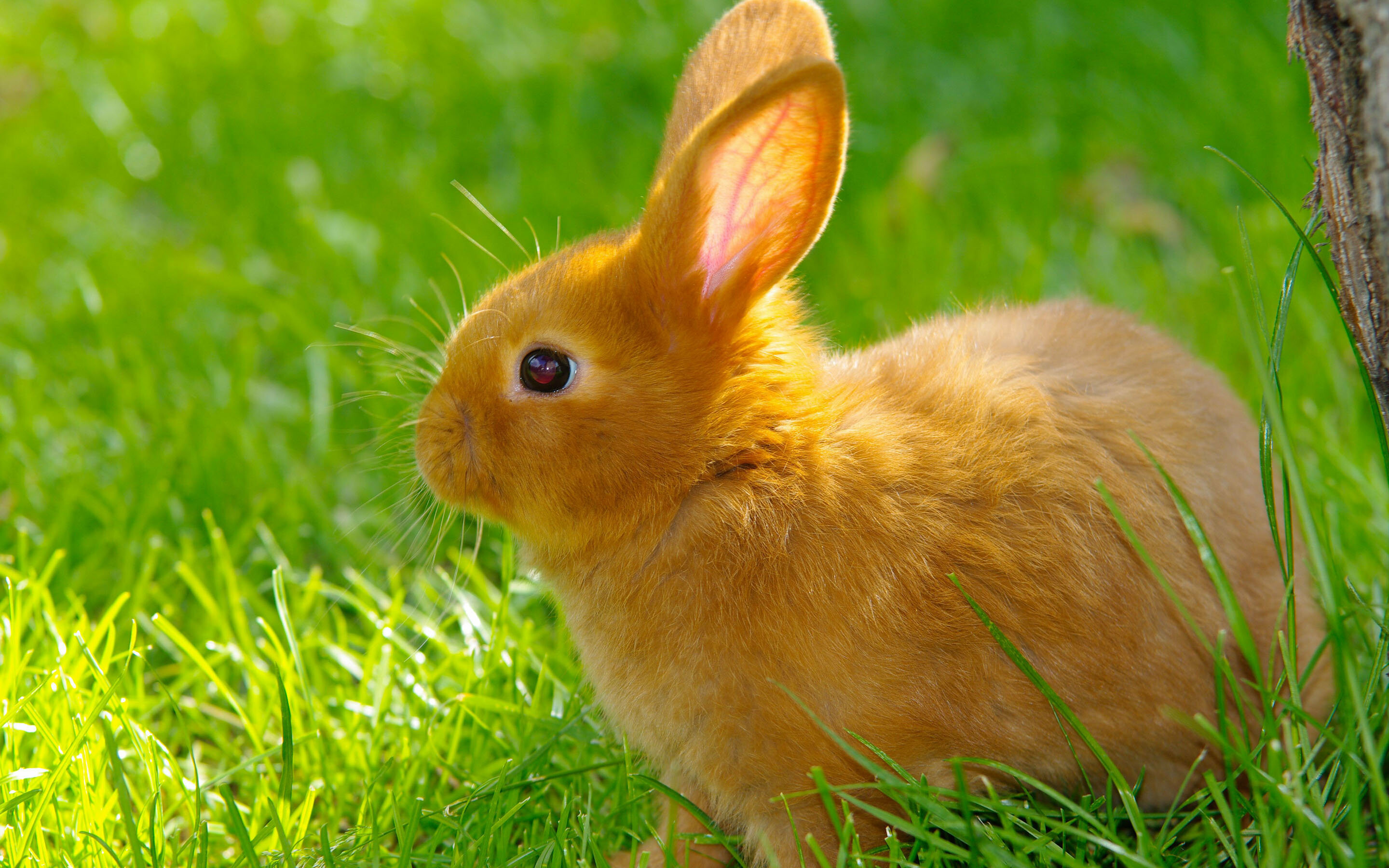 Rabbit: Bunny, 29 species of long-eared mammals, The family Leporidae. 2880x1800 HD Wallpaper.