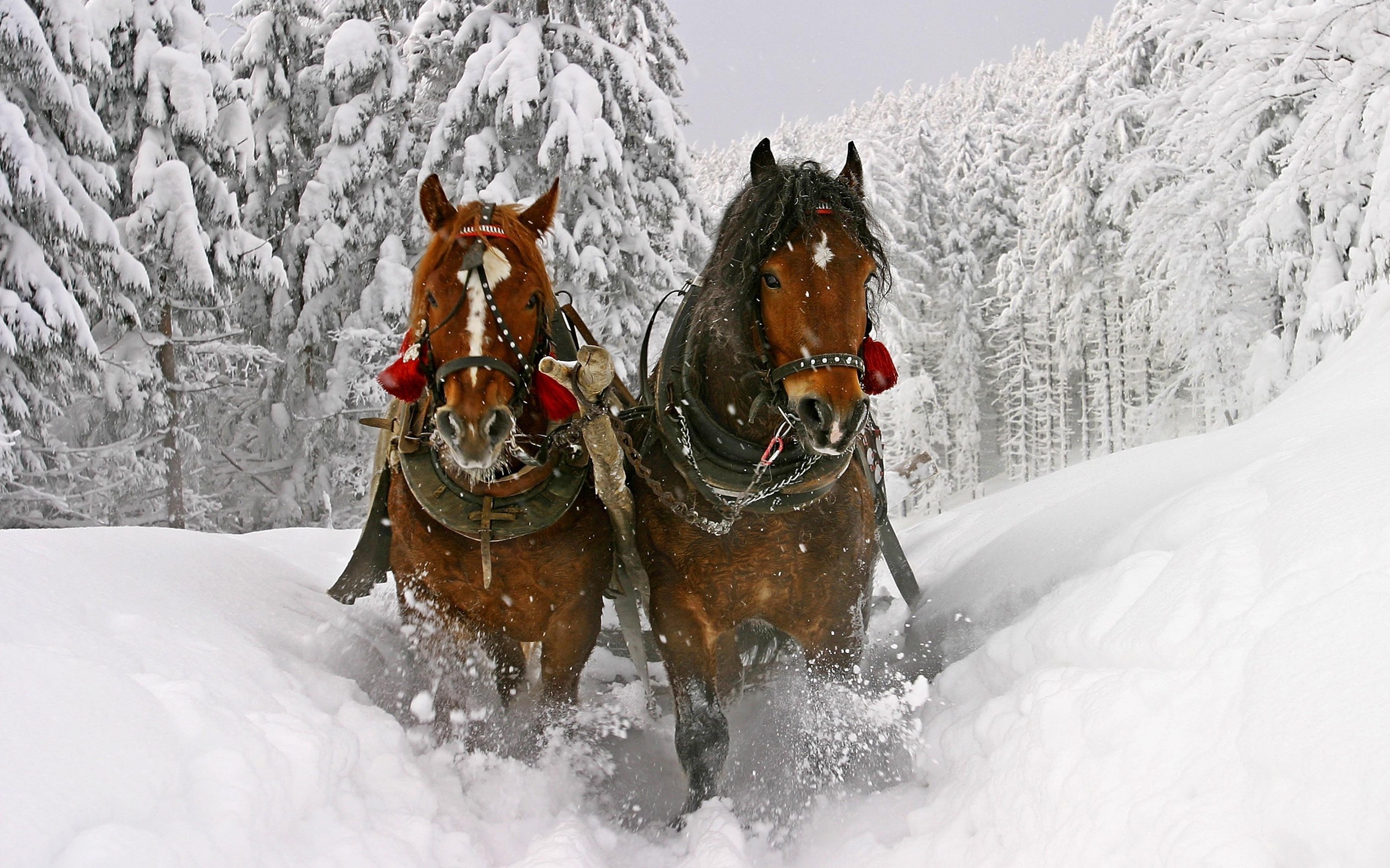 Quotes about horses in the snow, Poetic expressions, Equestrian inspiration, Winter reflections, 2560x1600 HD Desktop