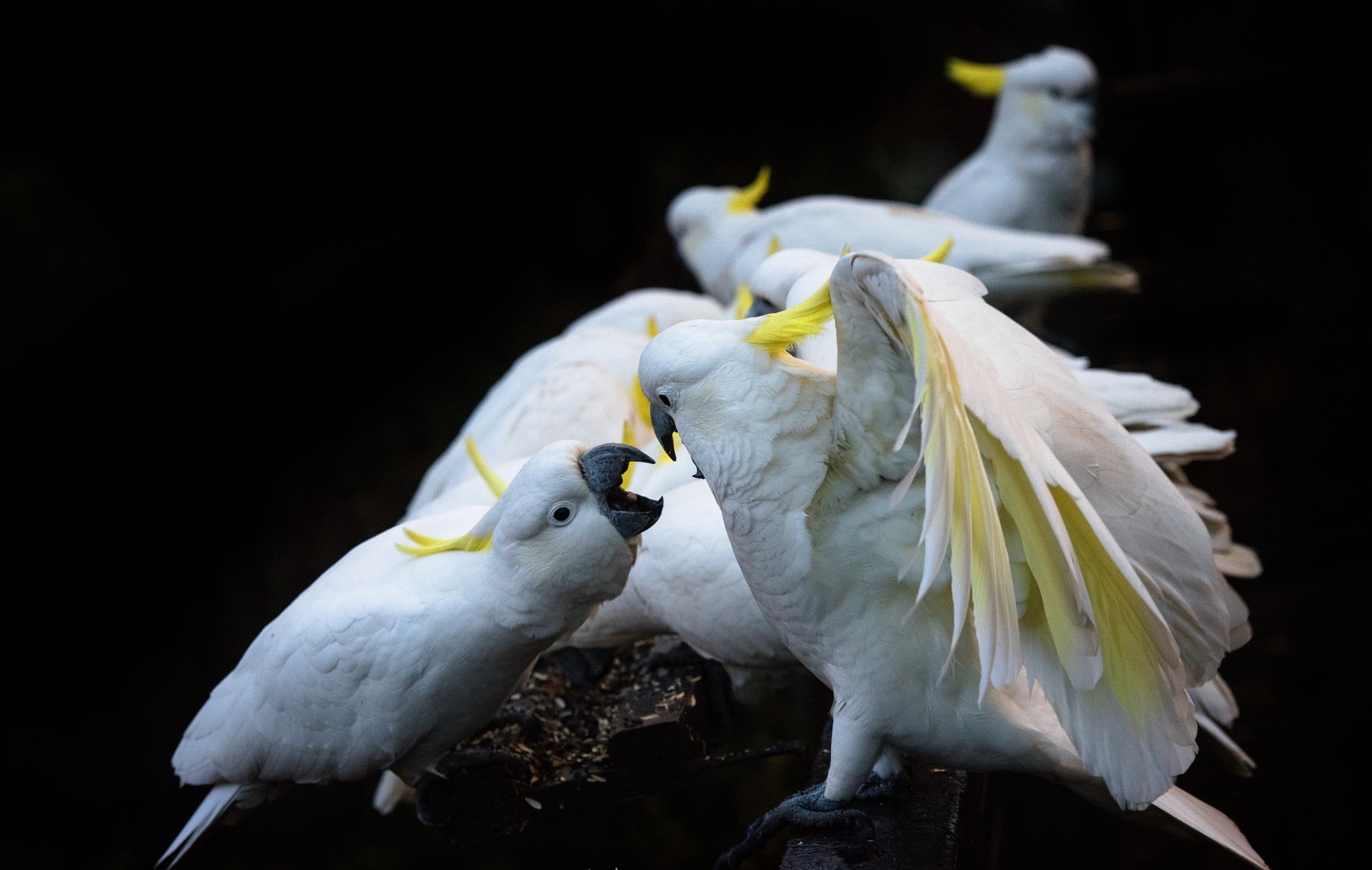 Cockatoo: A Flock Of Sulphur-Crested Cockatoos. 2500x1590 HD Background.