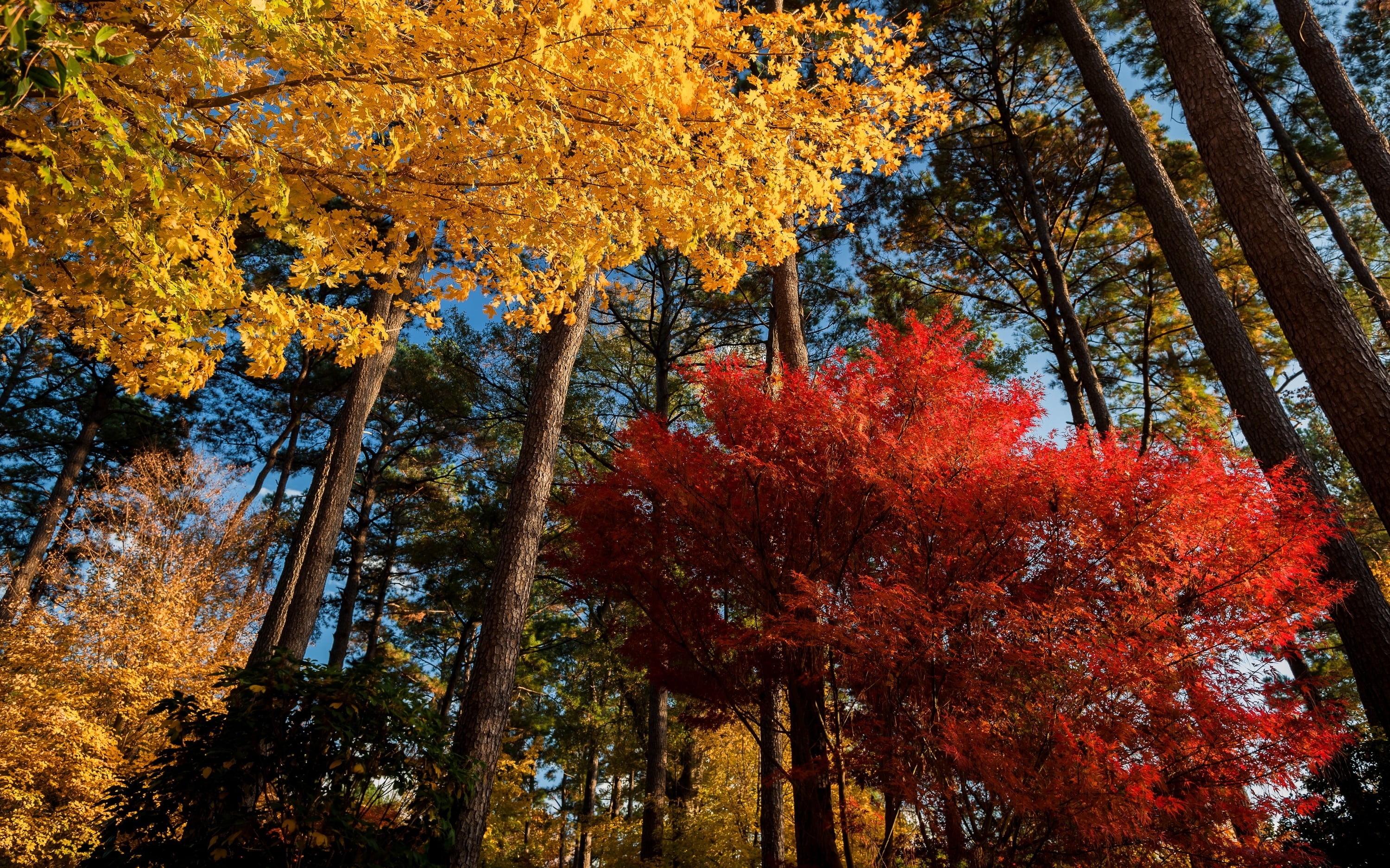 Maple leaf tree, Samurai-inspired, Scenic landscape, HD wallpaper, 3000x1880 HD Desktop