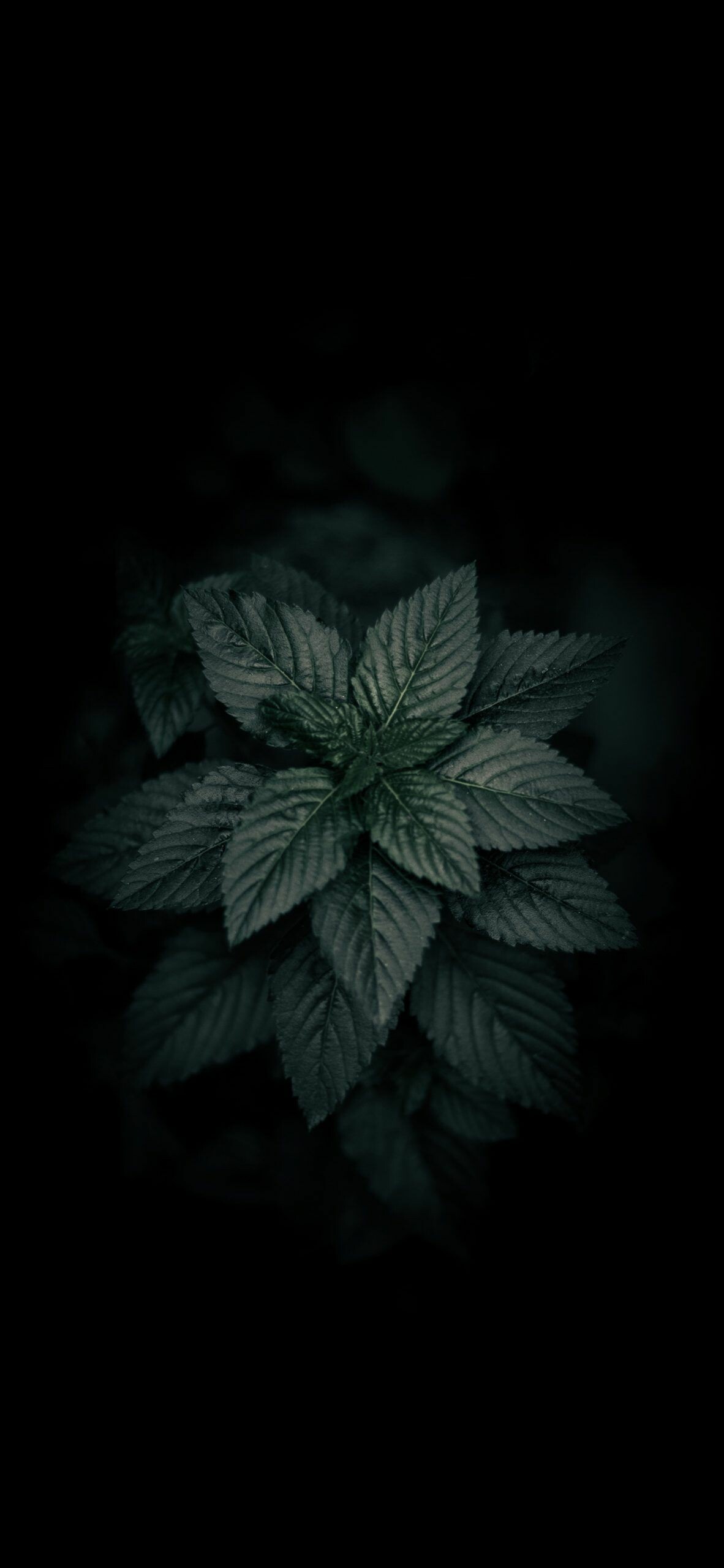 Leaves: Green leafed plant, Lamina, Petiole. 1190x2560 HD Wallpaper.