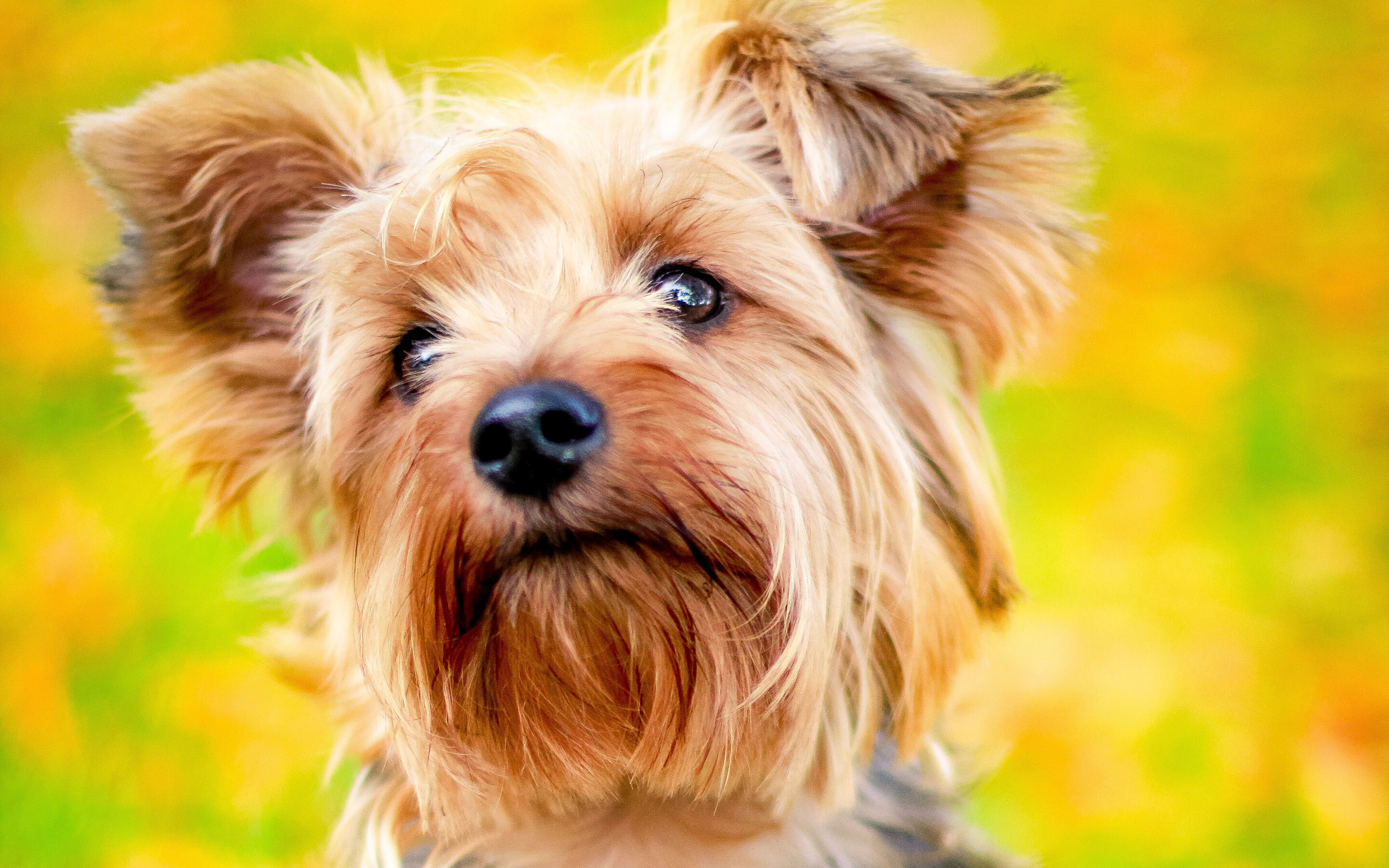 Yorkshire Terrier: Cute animals, Pets, Dogs, Playful and energetic dog. 2880x1800 HD Background.