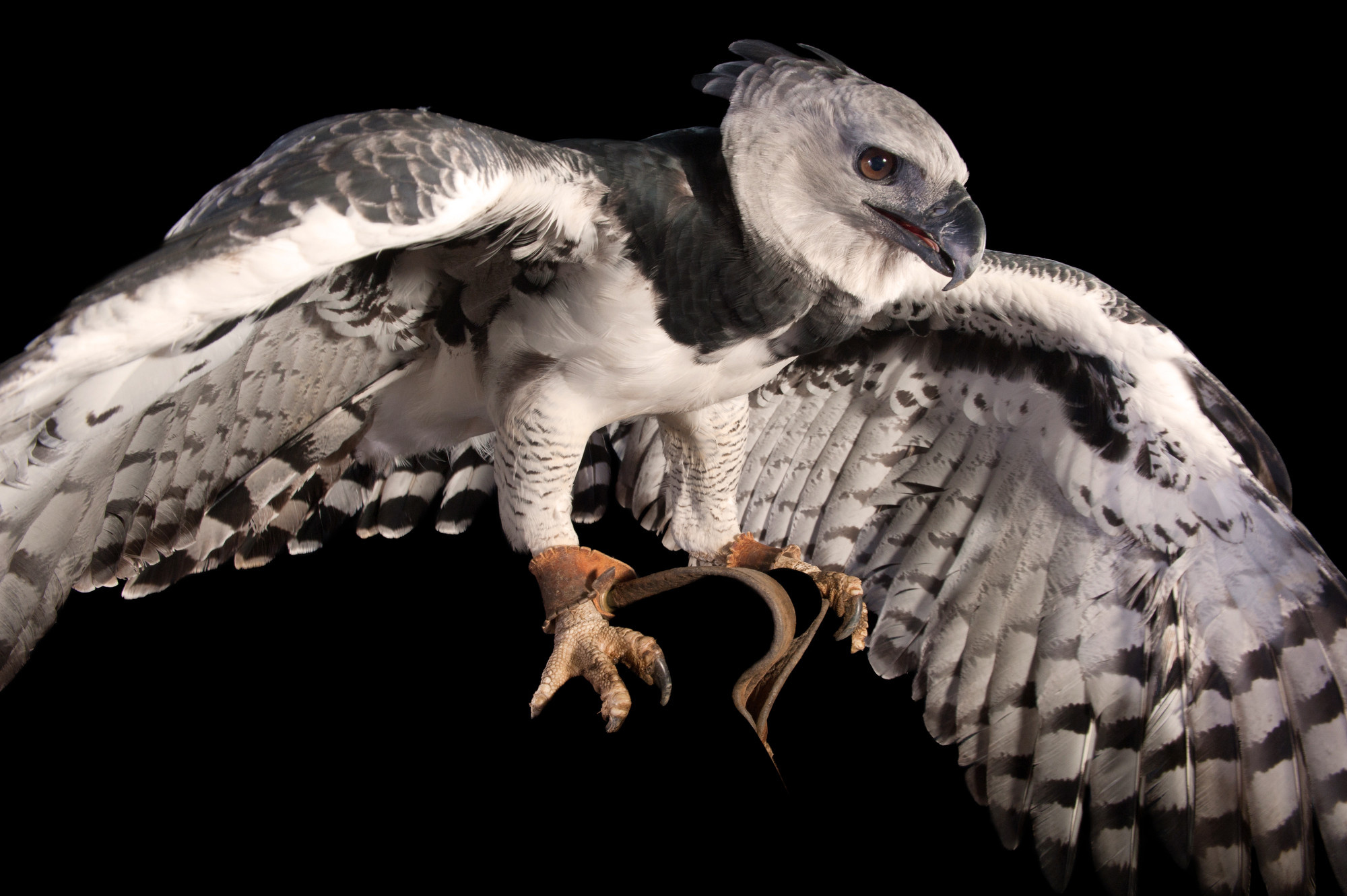Photographer Joel Sartore's harpy eagle, Stunning avian imagery, Wildlife fascination, Bird admiration, 2000x1340 HD Desktop