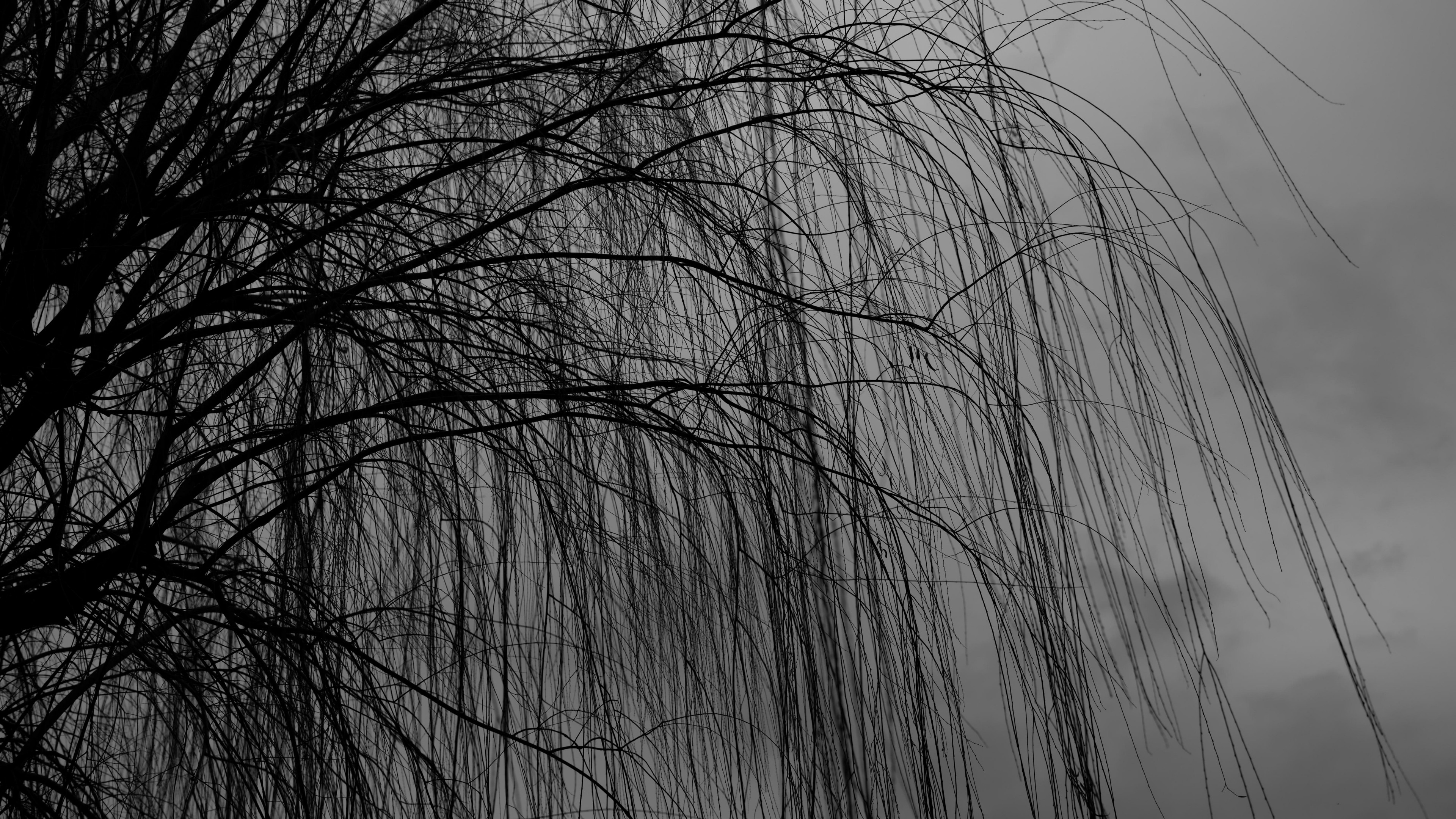 Wallpaper willow tree, Nature's elegance, Branches in darkness, Serene atmosphere, 3840x2160 4K Desktop