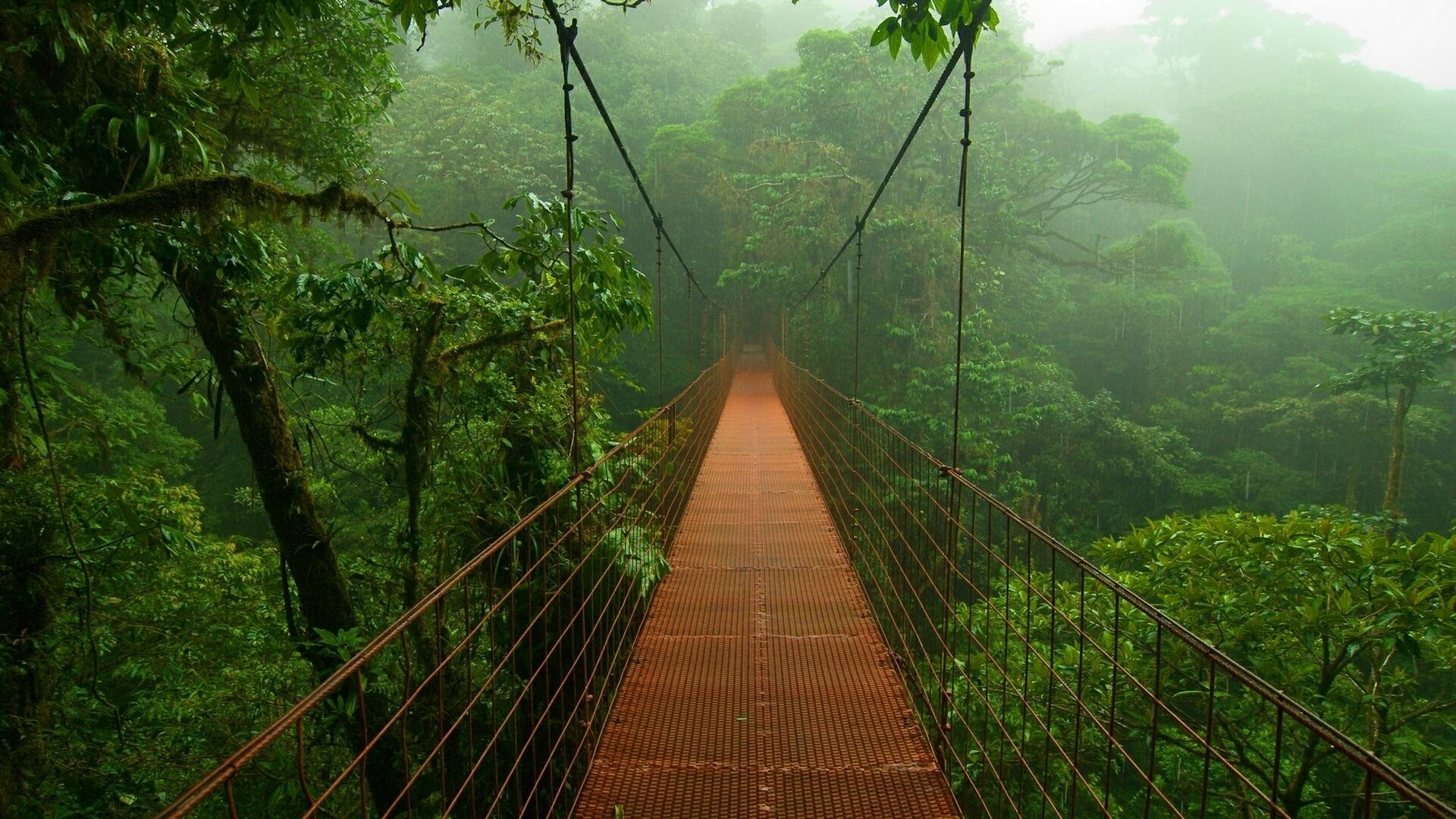Rainforest: Canopy walkway for seeing the diverse tropical woodland in Costa Rica. 1920x1080 Full HD Wallpaper.
