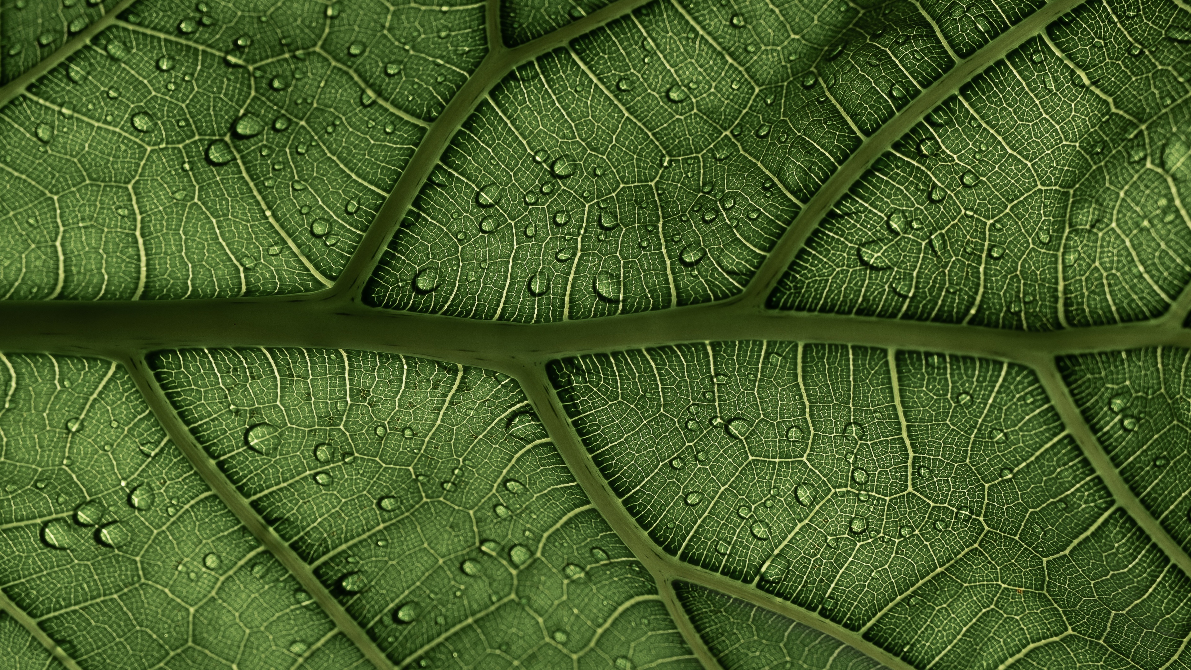 Green Leaf: The close-up texture of a complex leaf covered with dew water, Primary vein. 3840x2160 4K Wallpaper.