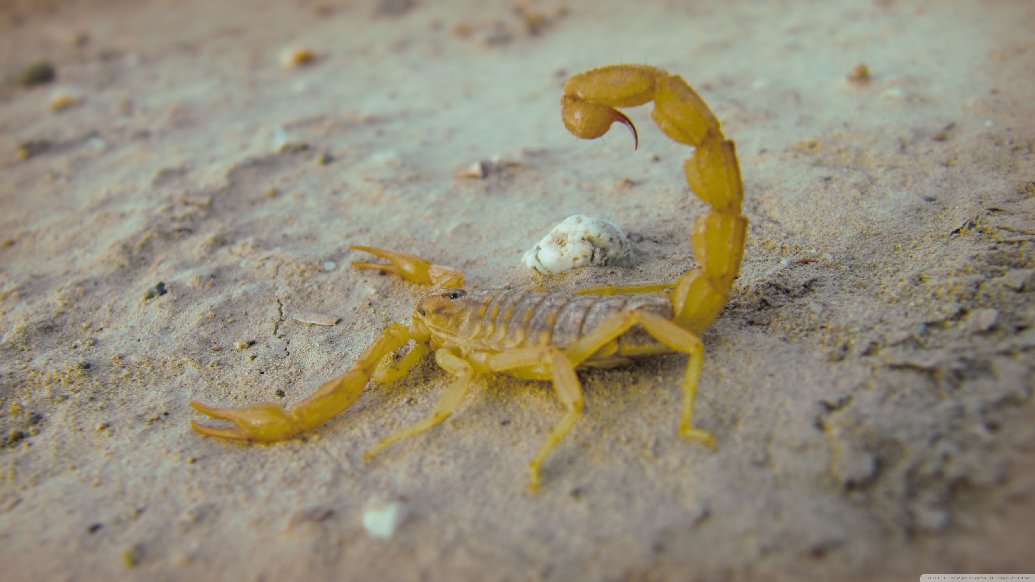 Scorpion (Animal): Animal, Have a narrow, segmented tail, always ending with a stinger. 3560x2000 HD Wallpaper.