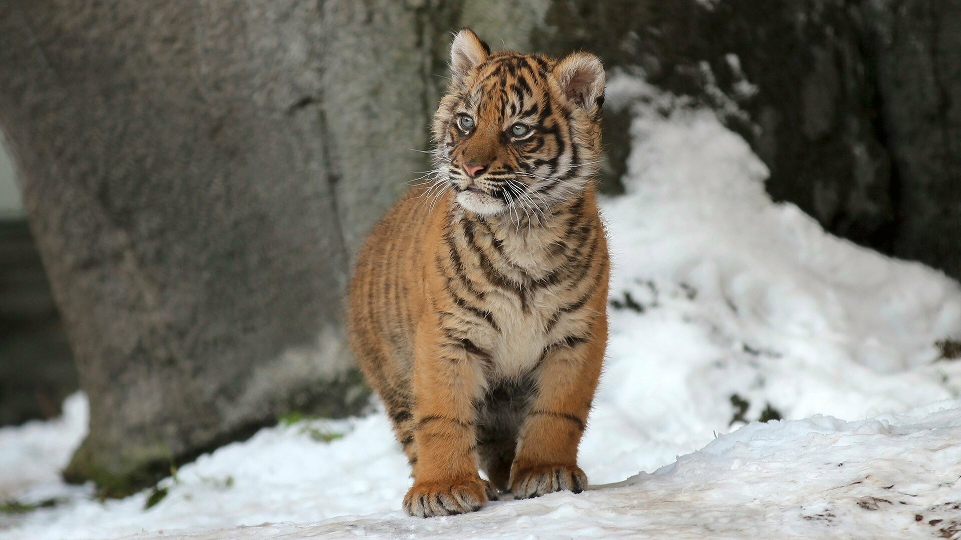 Tiger Cub: There are five subspecies: Bengal, South China, Indochinese, Sumatran, and Siberian. 1920x1080 Full HD Wallpaper.