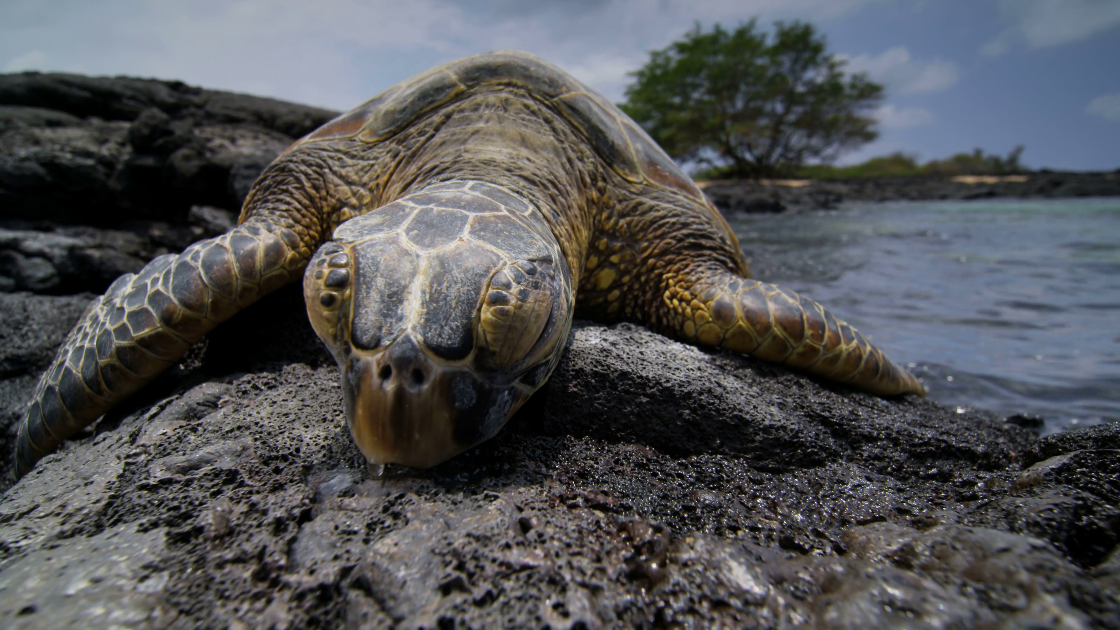 Sea turtle charm, Spectacular view, Marinas' treasures, Presidential favorite, 3840x2160 4K Desktop