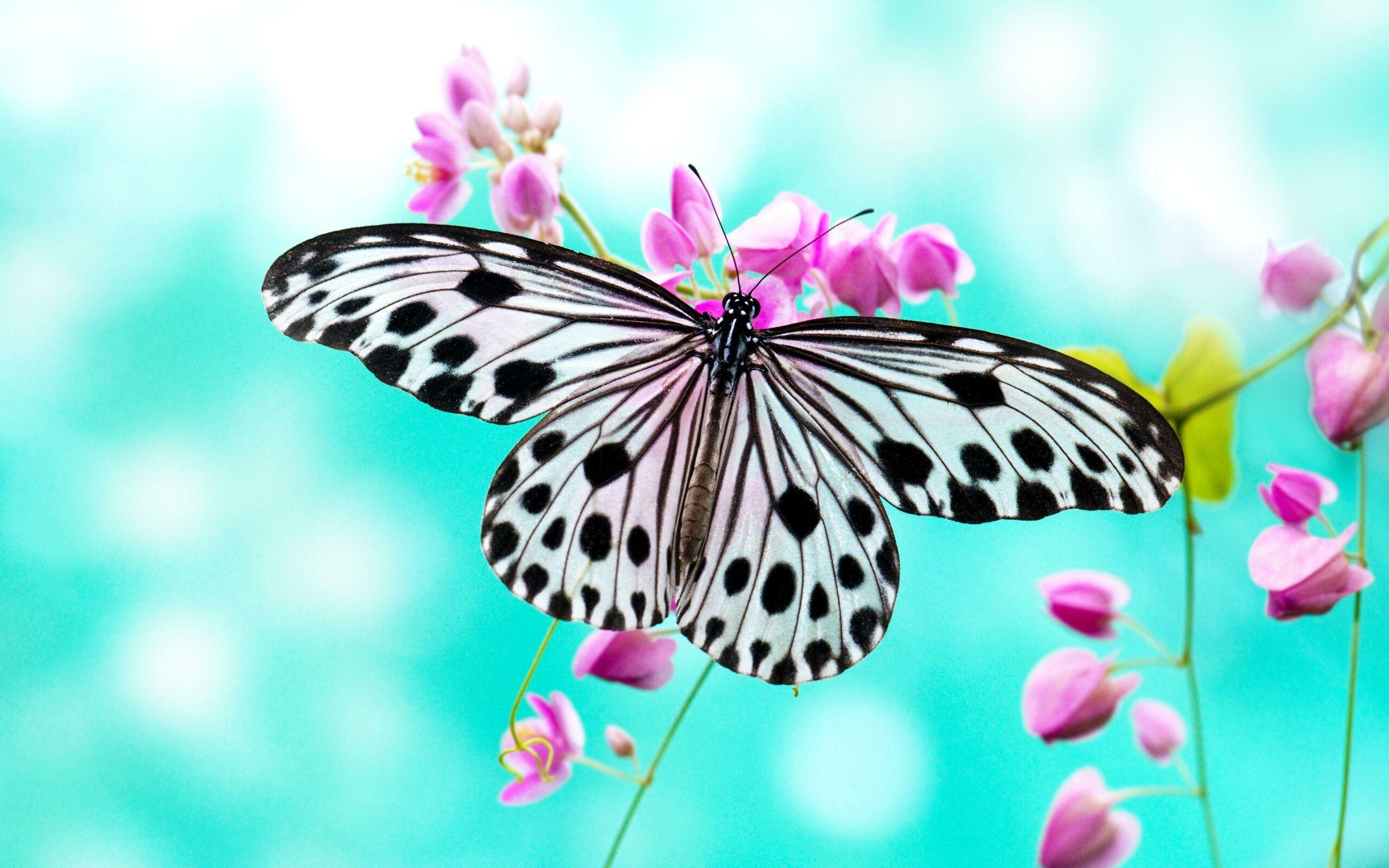 HD butterfly wallpapers, Nature's marvels, Colorful insects, Flawless beauty, 2560x1600 HD Desktop