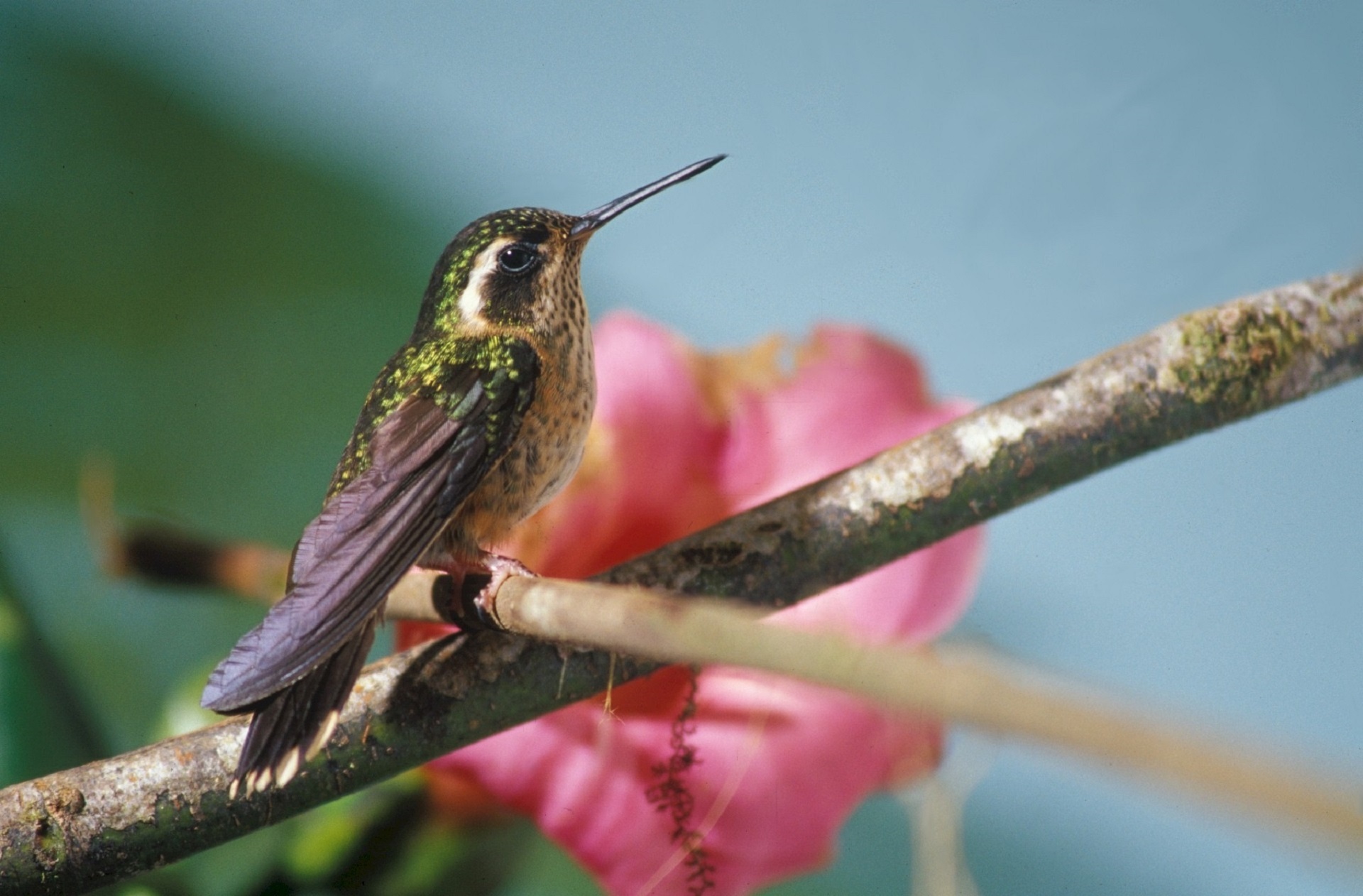 Hummingbird, Animal bird, Free download, 1920x1270 HD Desktop