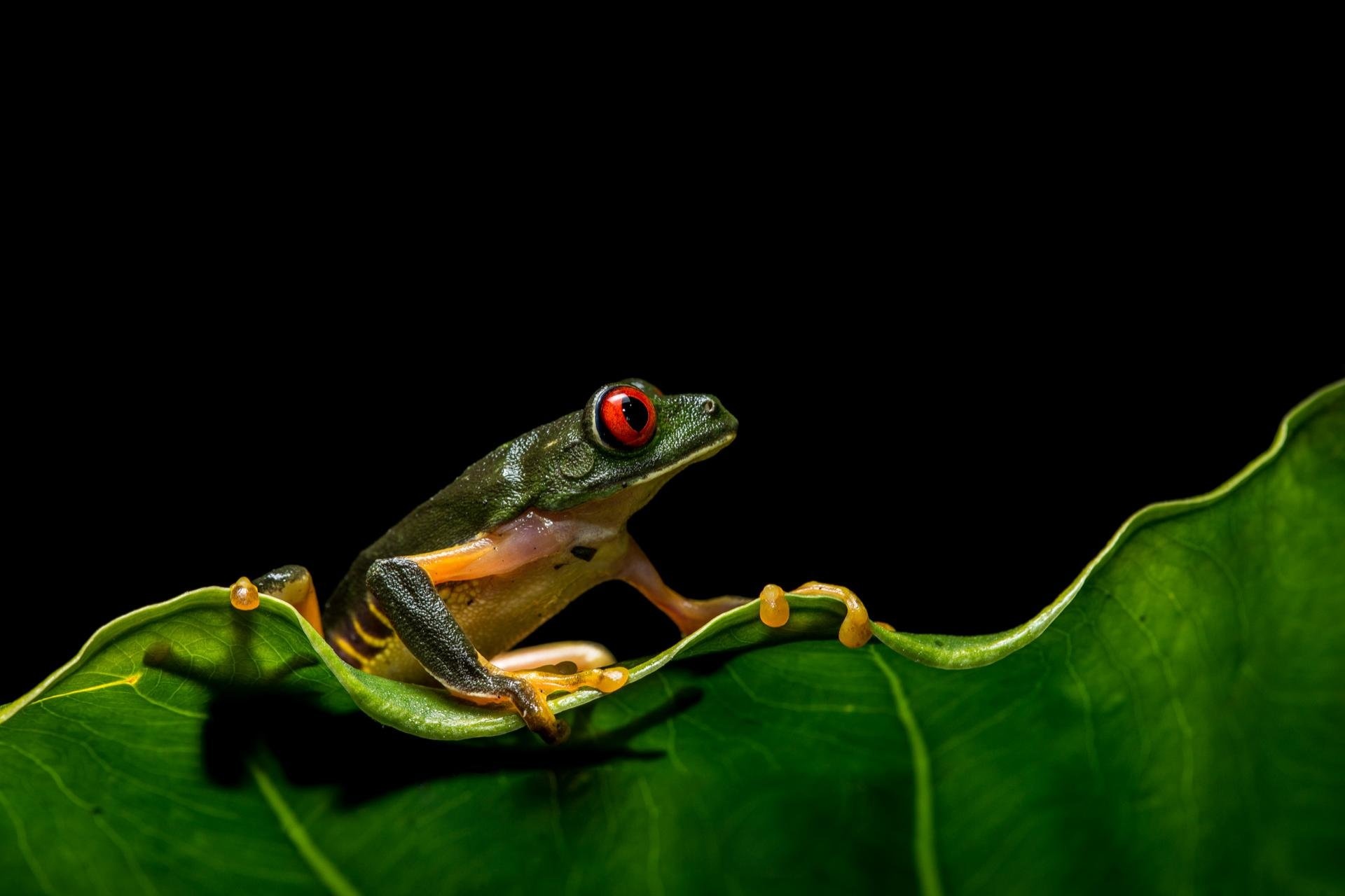 Red Eyed Tree Frog, Desktop backgrounds, HD wallpapers, Nature's delight, 1920x1280 HD Desktop