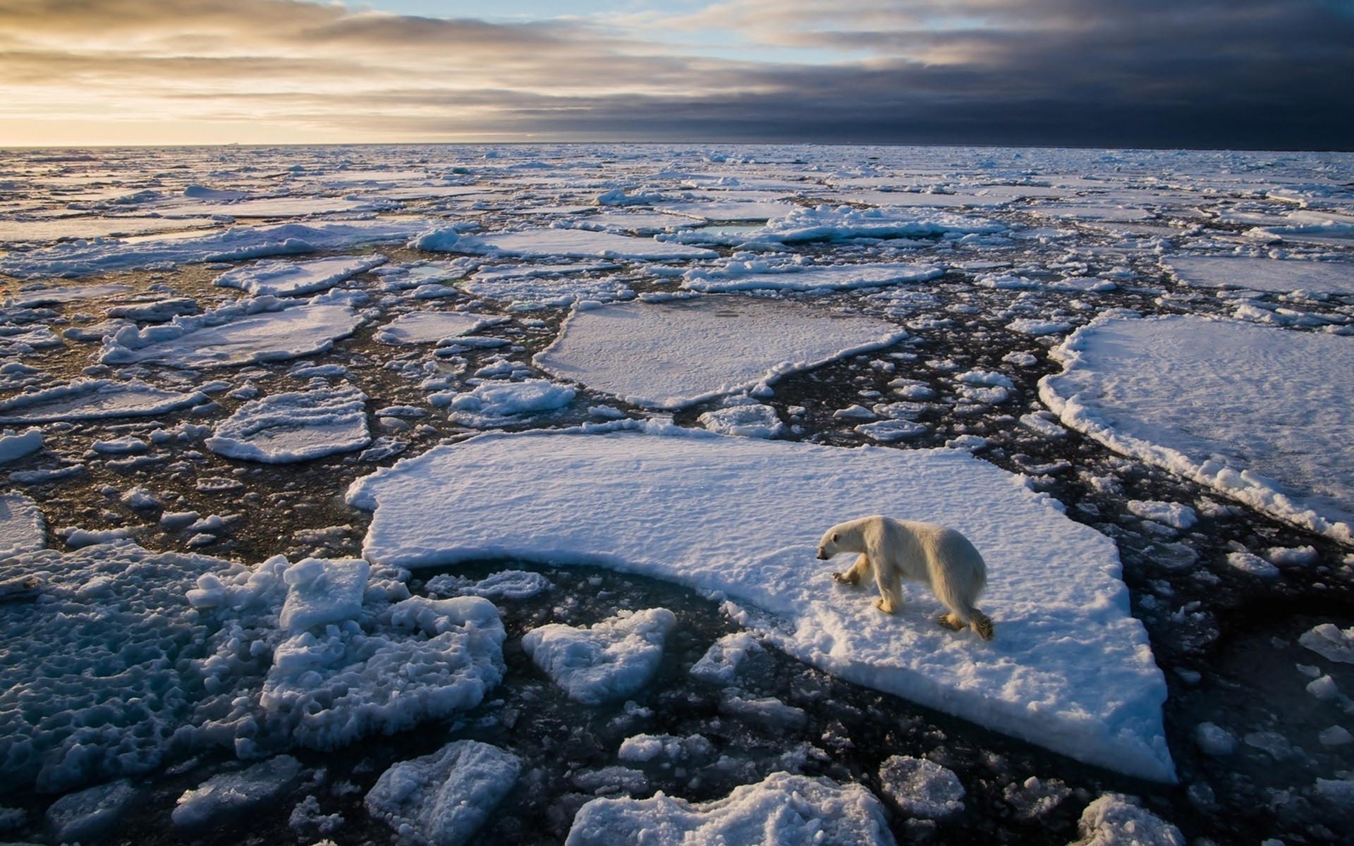 Arctic Ocean, polar bear ice, floe ocean arctic, winter g wallpaper, 1920x1200 HD Desktop