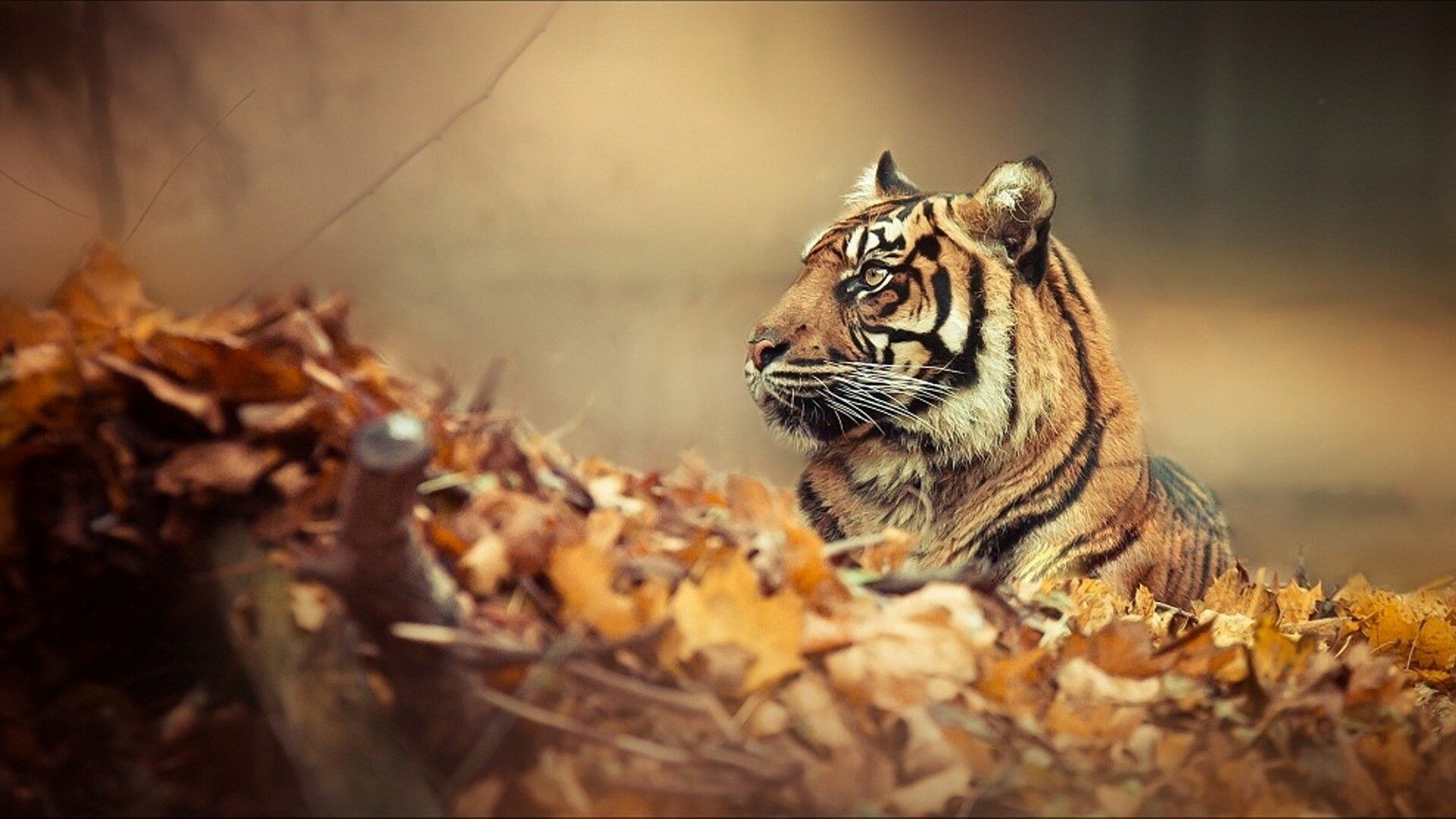 Tiger: A large wild animal of the cat family with yellowish-orange fur with black lines that live in parts of Asia. 1920x1080 Full HD Wallpaper.
