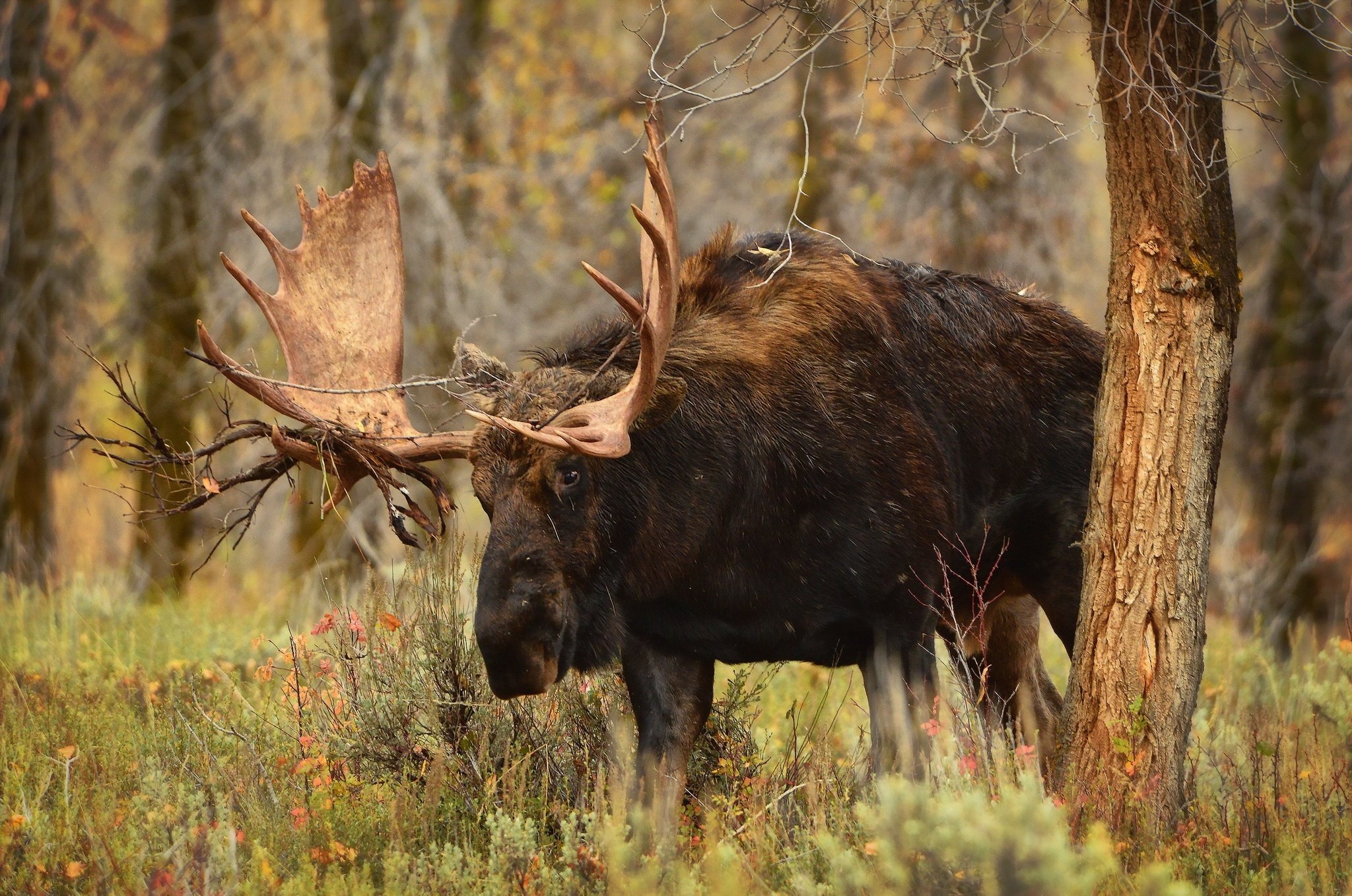 Majestic moose, Tree trunk refuge, Horned creatures, Nature's elegance, 2050x1360 HD Desktop