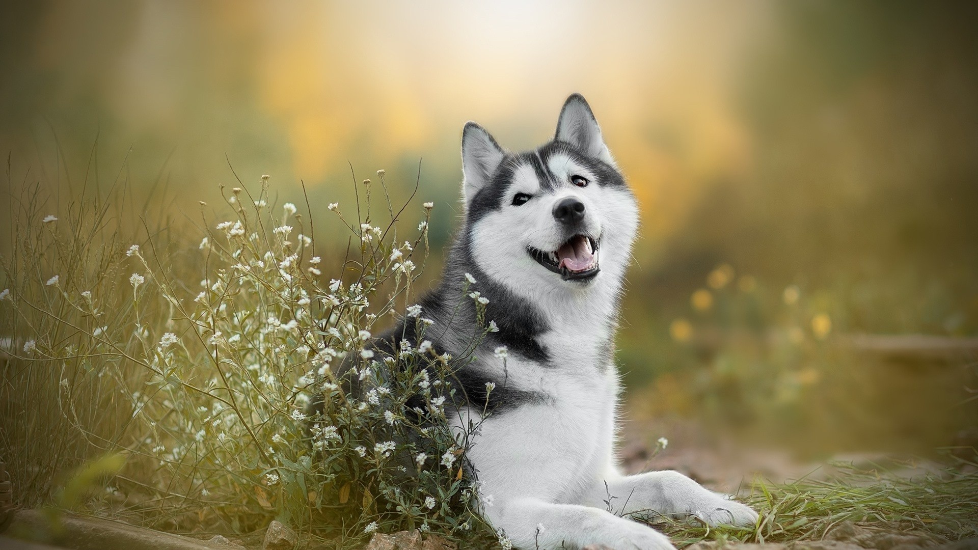 Husky wallpapers, Captivating images, High-quality, 1920x1080 Full HD Desktop