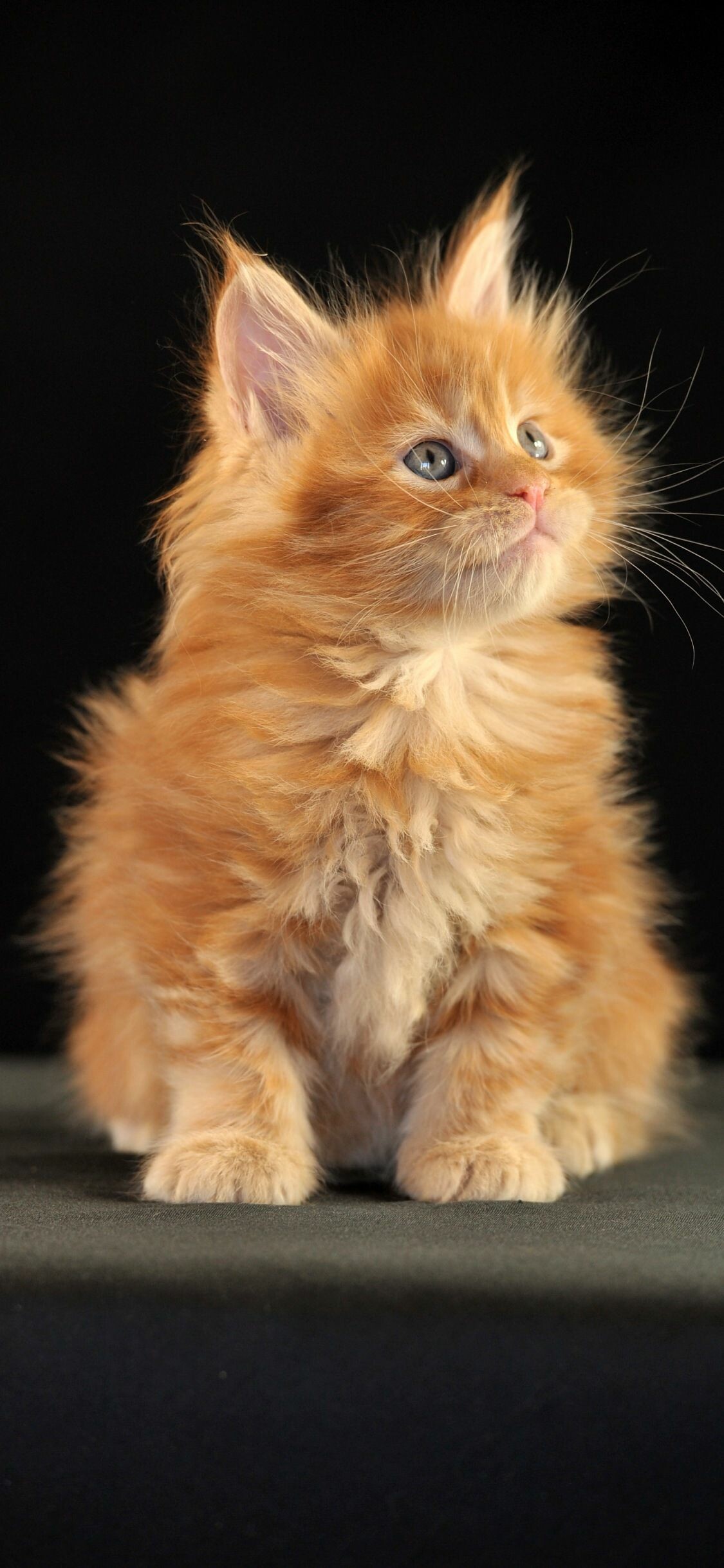 Maine Coon: Possesses above-average intelligence, making it relatively easy to train, Kitten. 1130x2440 HD Background.